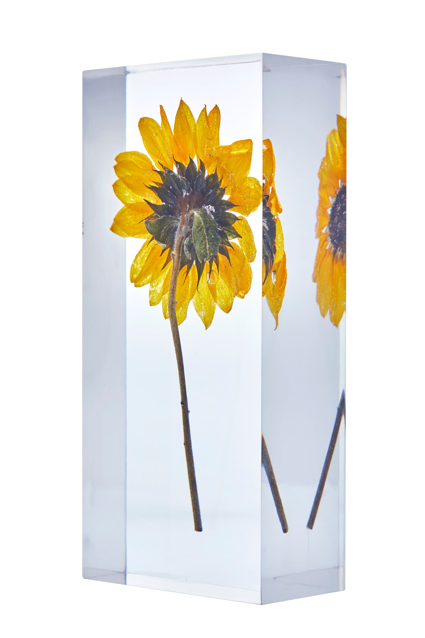 Helianthus annuus L.