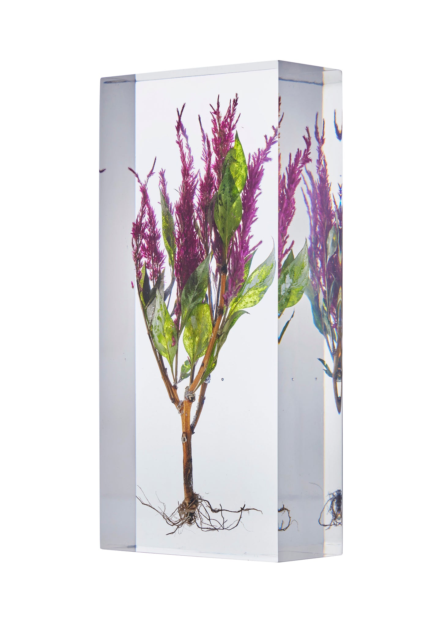 Celosia argentea var. plumosa