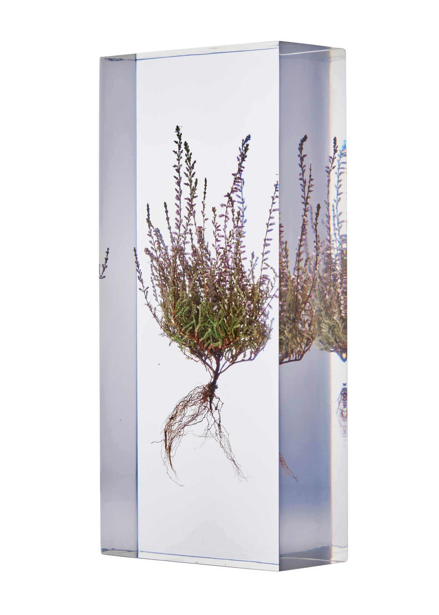 Calluna vulgaris (L.) Hull