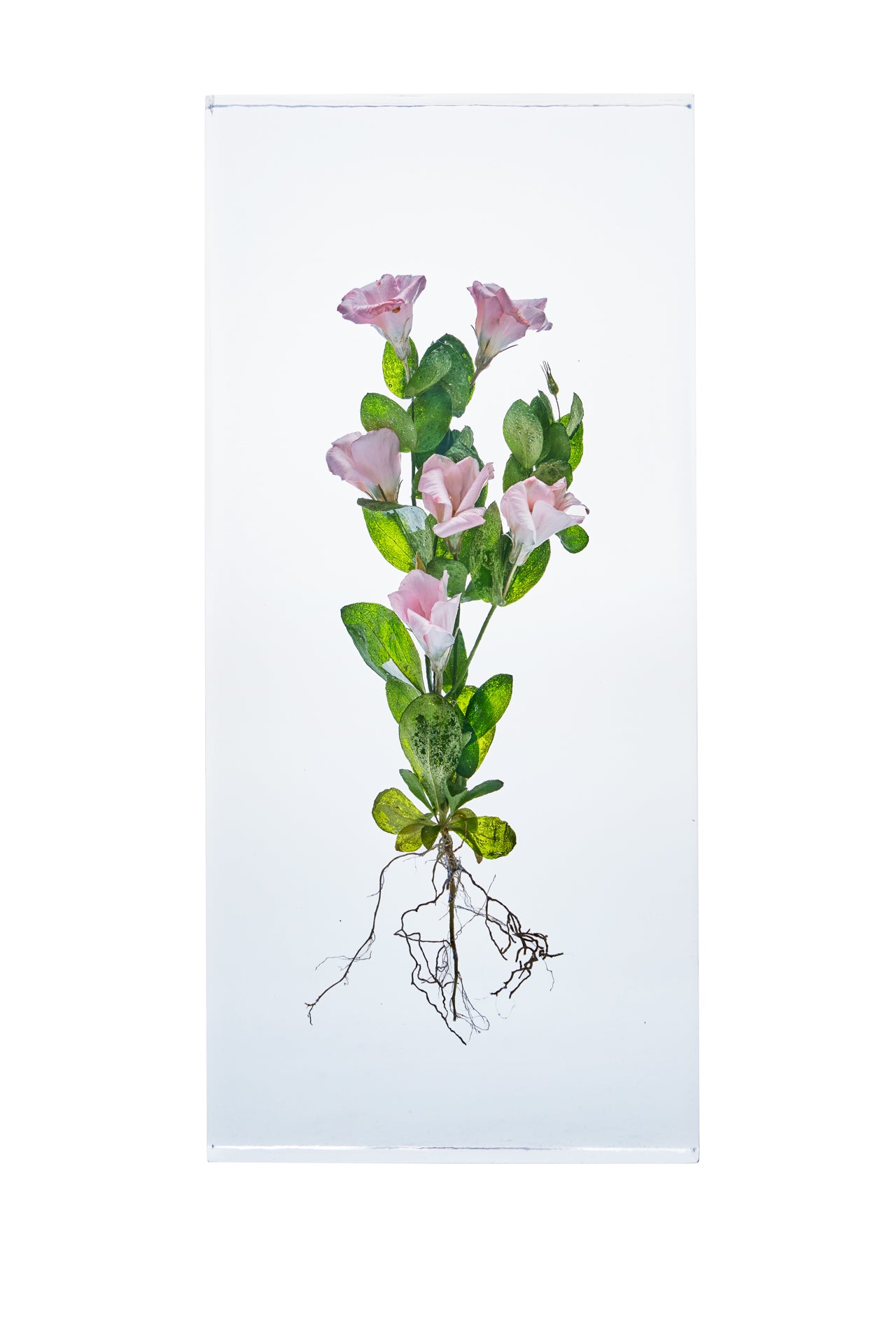 Eustoma grandiflorum