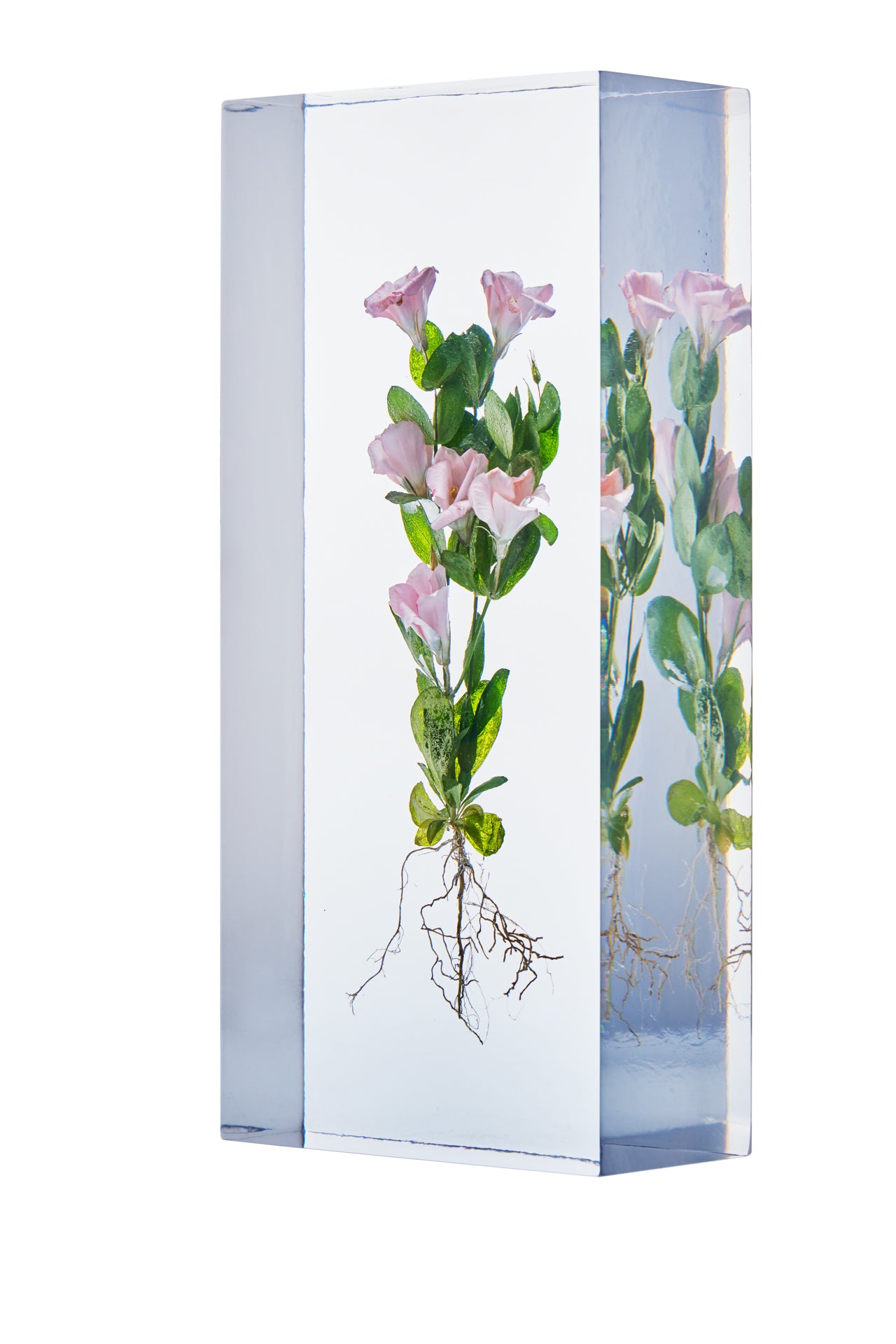 Eustoma grandiflorum