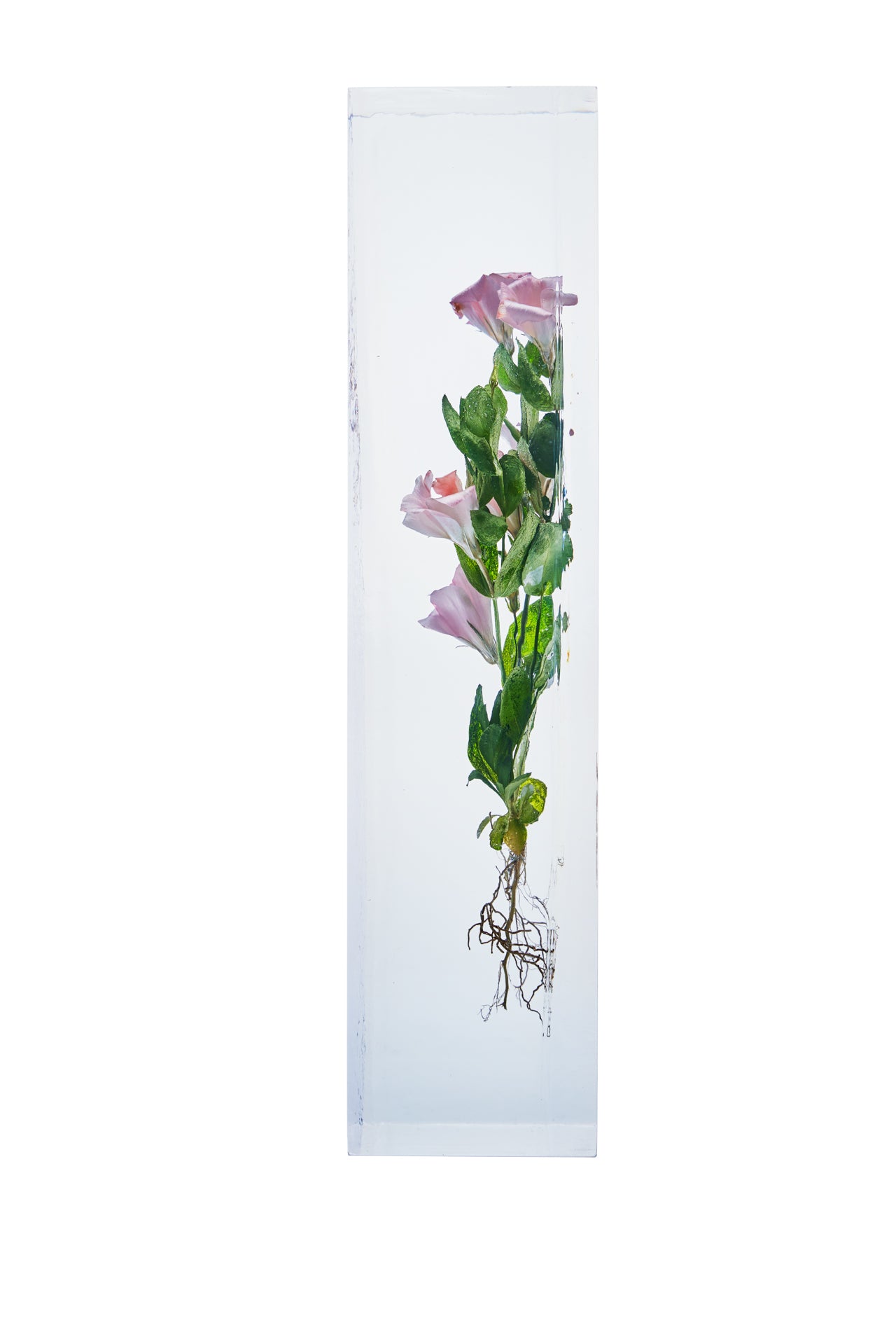 Eustoma grandiflorum