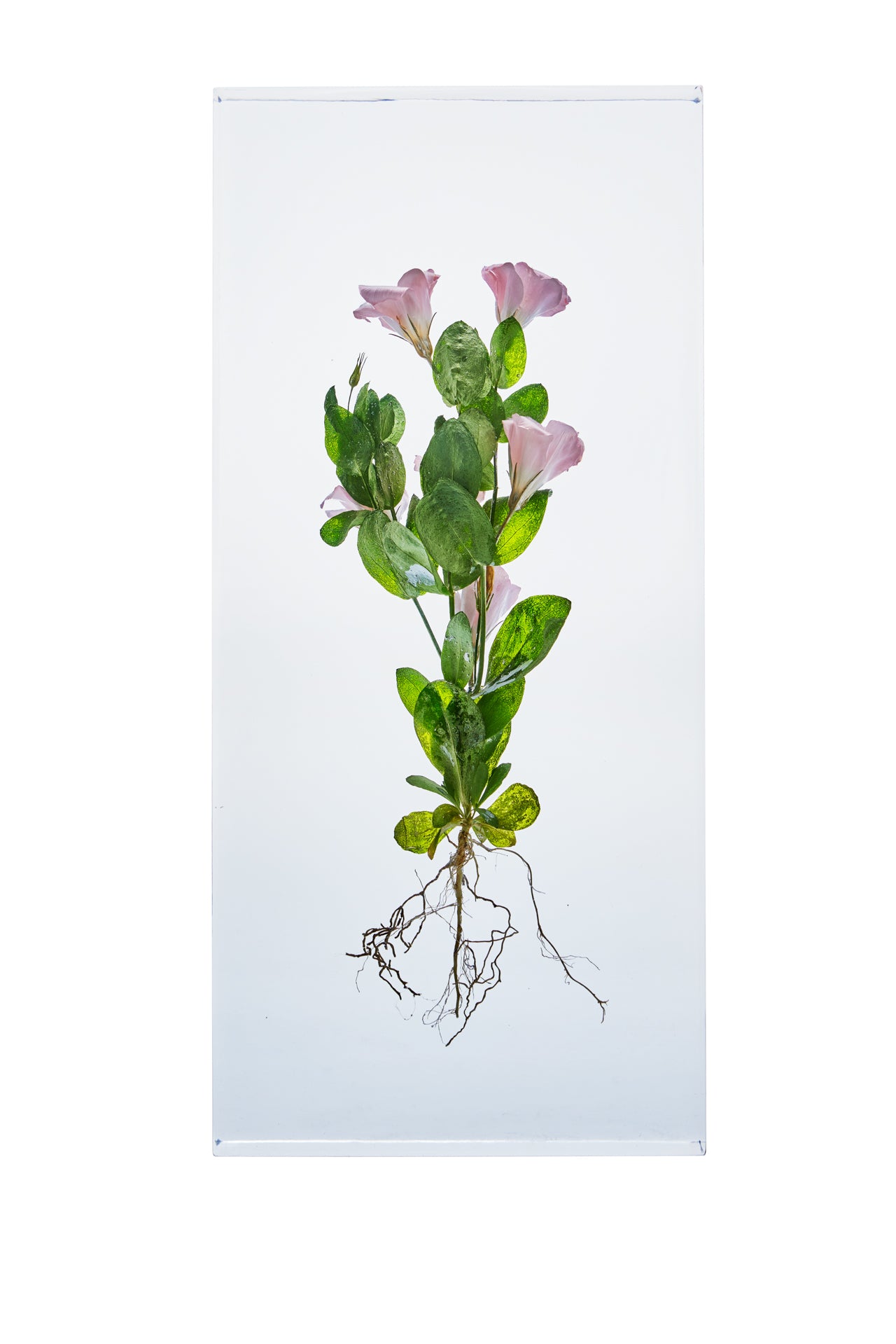 Eustoma grandiflorum
