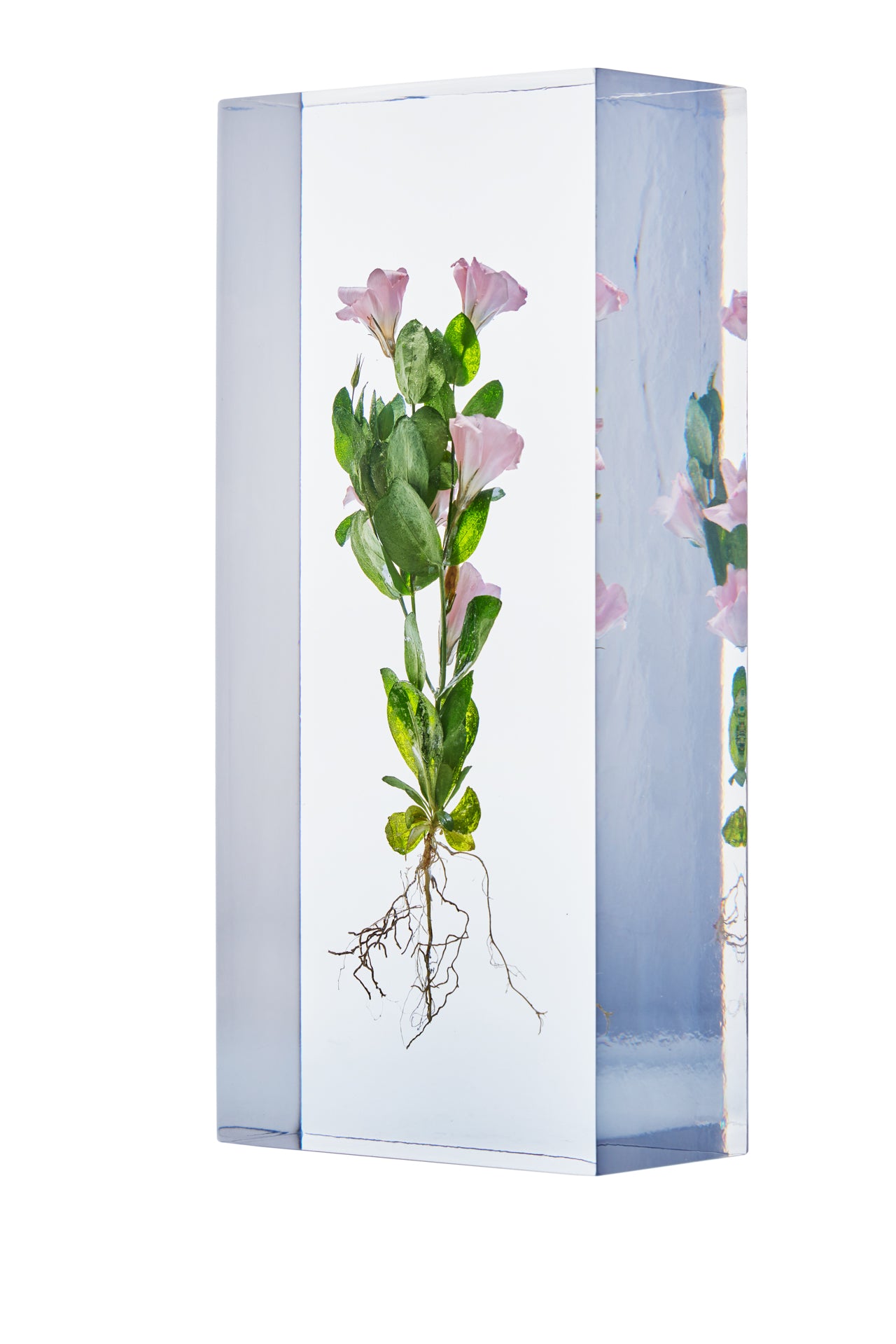 Eustoma grandiflorum