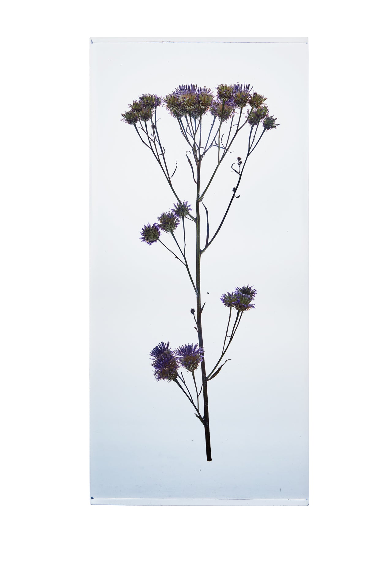 Saussurea pulchella