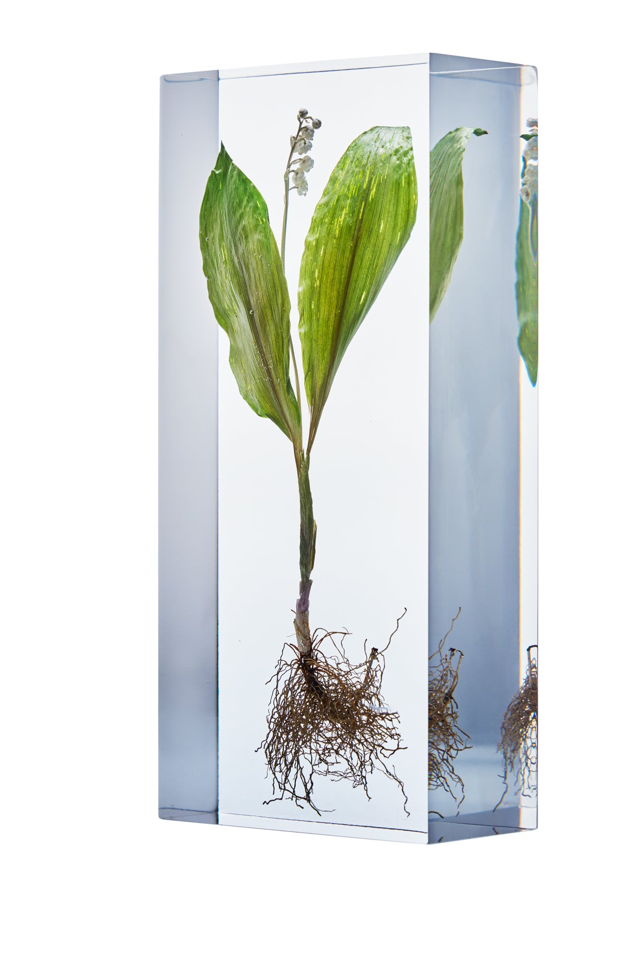 Convallaria majalis L.