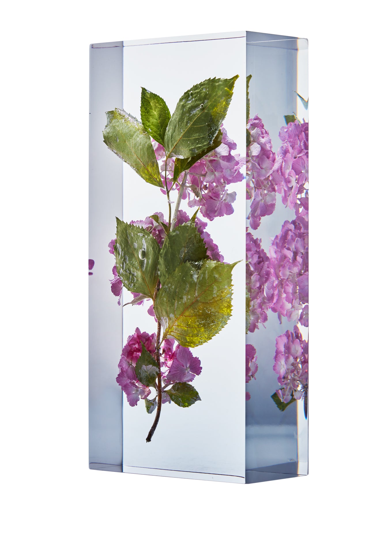 Hydrangea macrophylla (Thunberg) Ser.