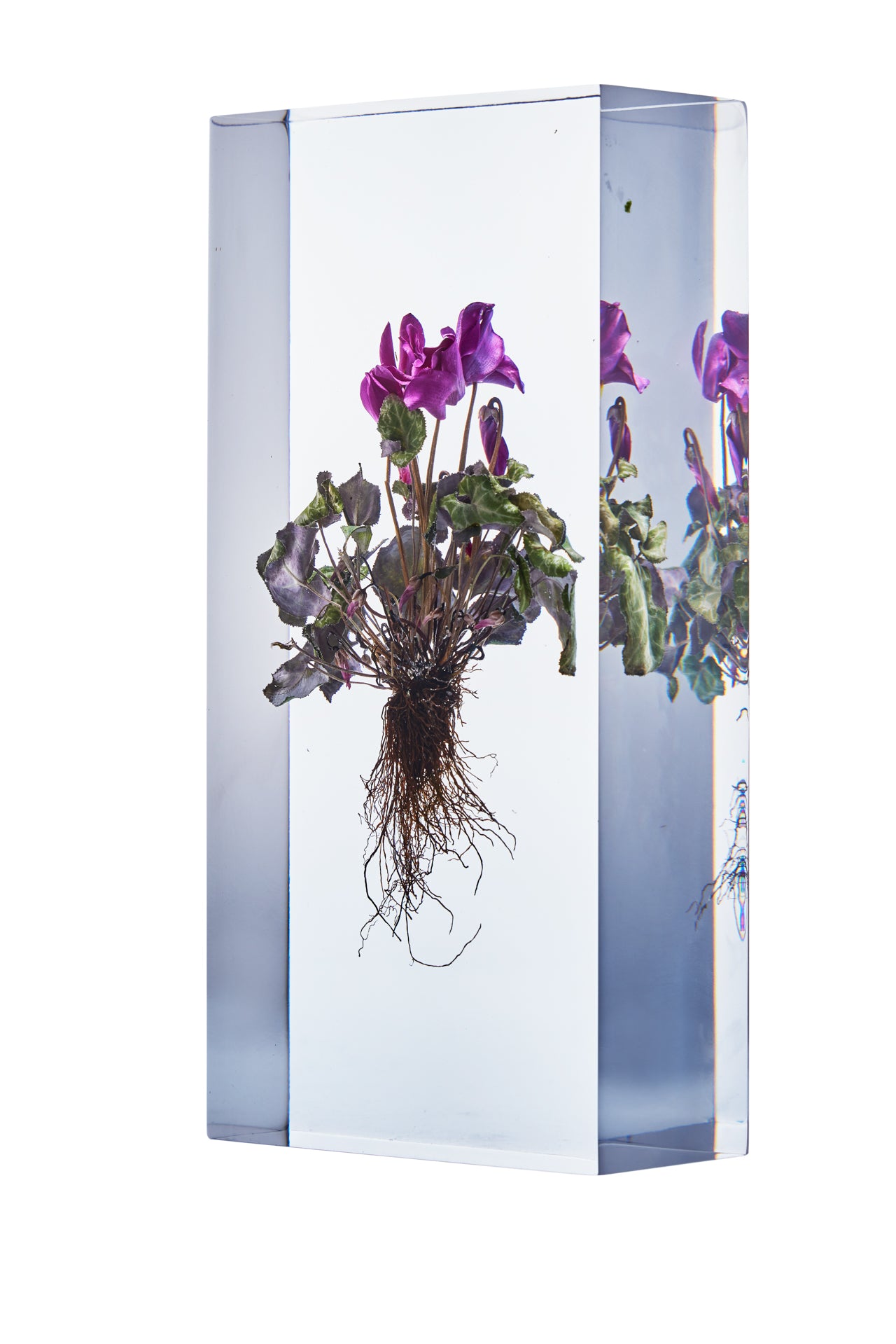 Cyclamen persicum Mill.