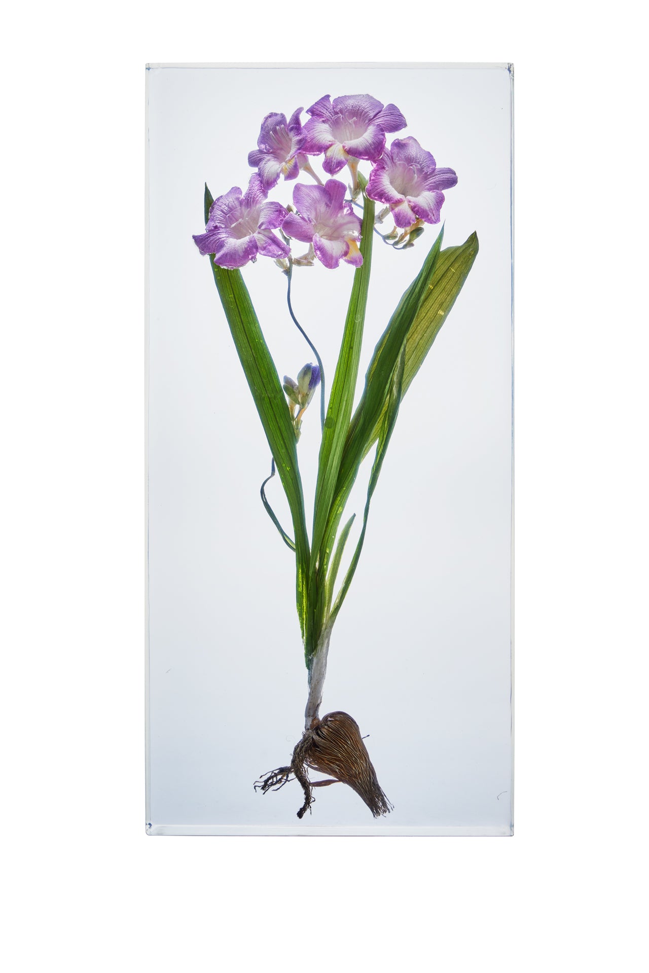 Freesia spp.