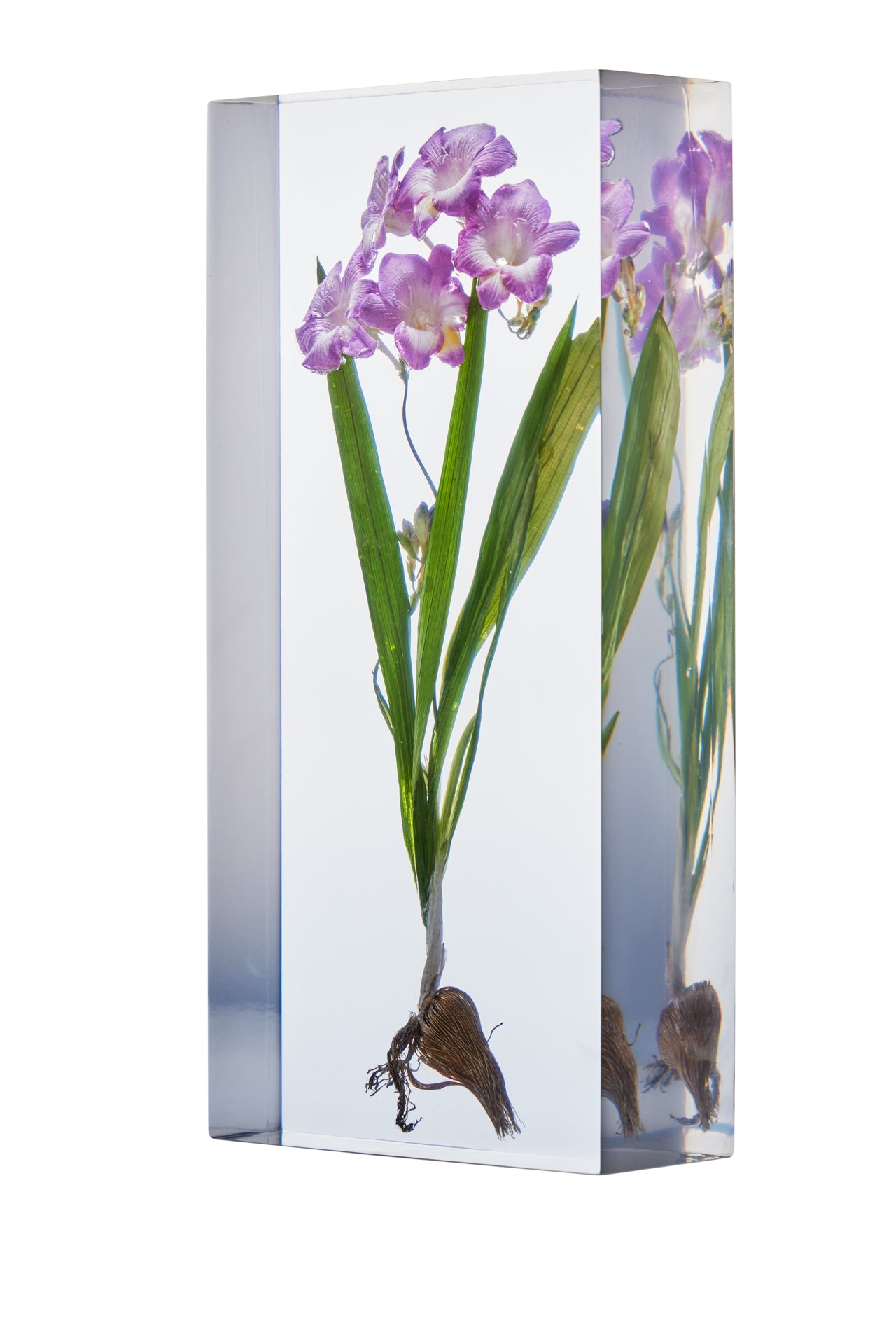 Freesia spp.