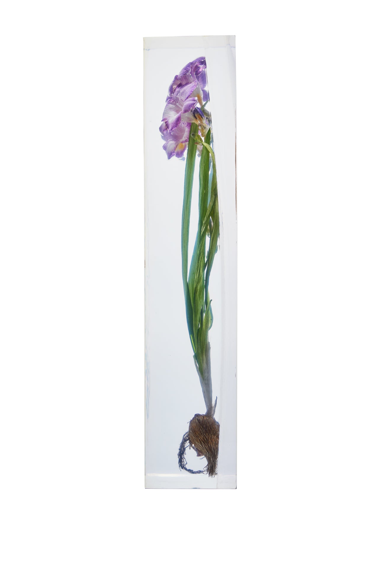 Freesia spp.