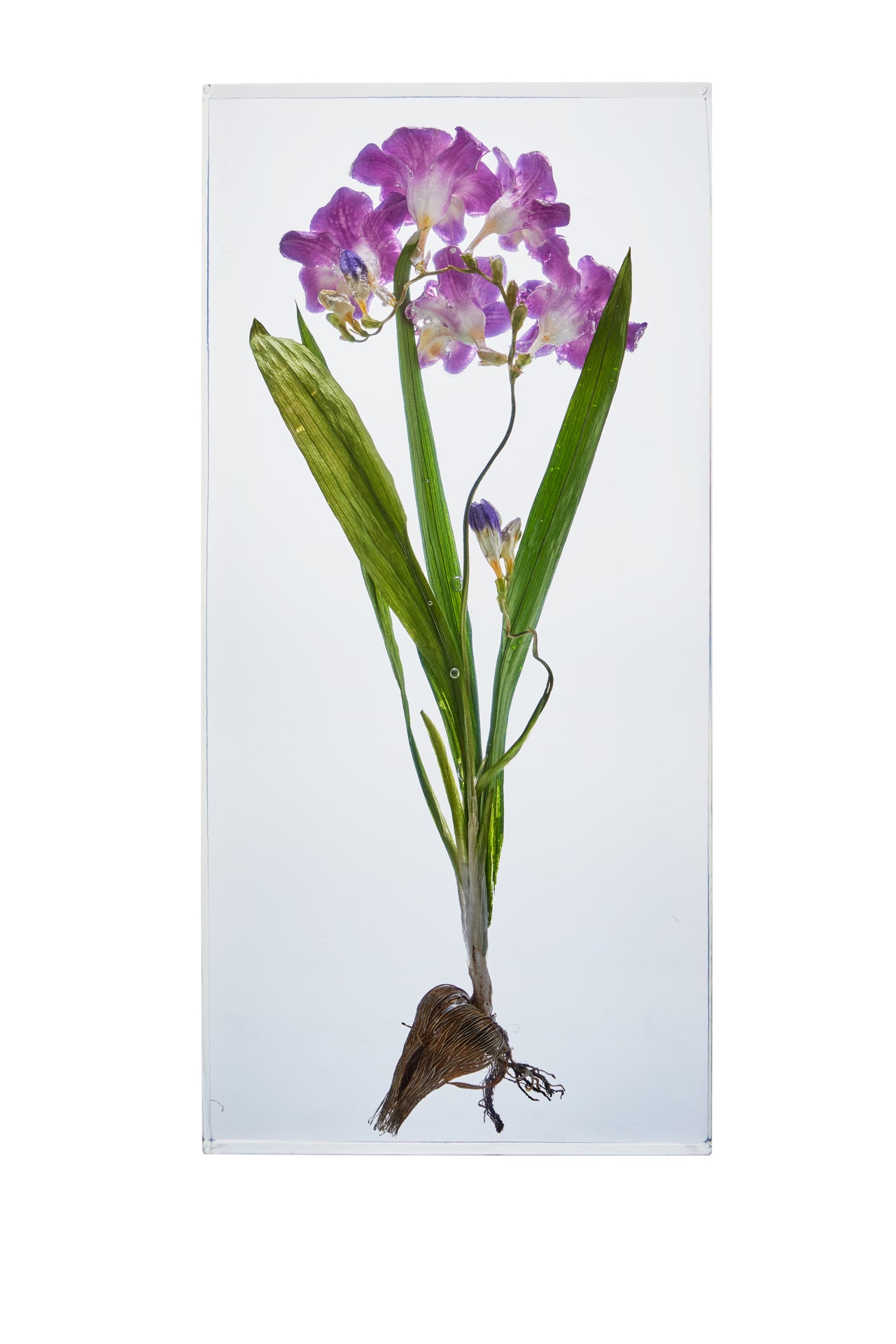 Freesia spp.