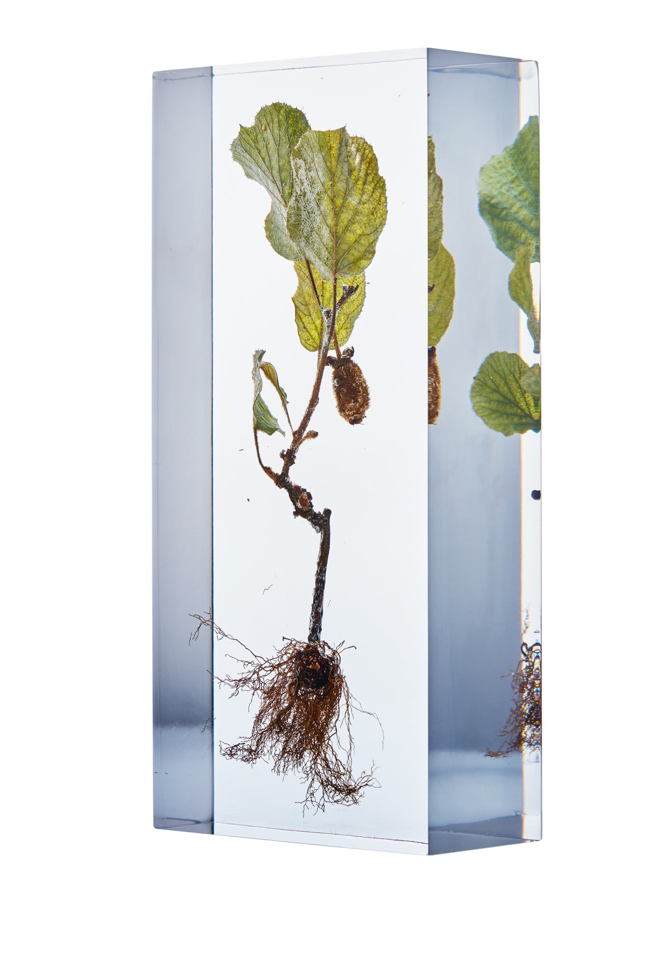 Actinidia chinensis Planch.