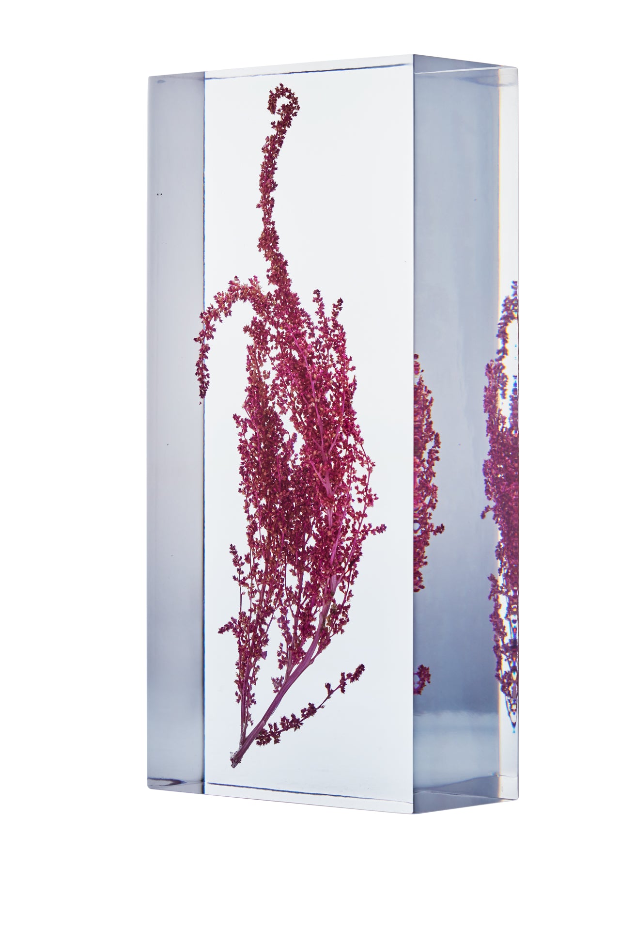 Celosia argentea var. plumosa