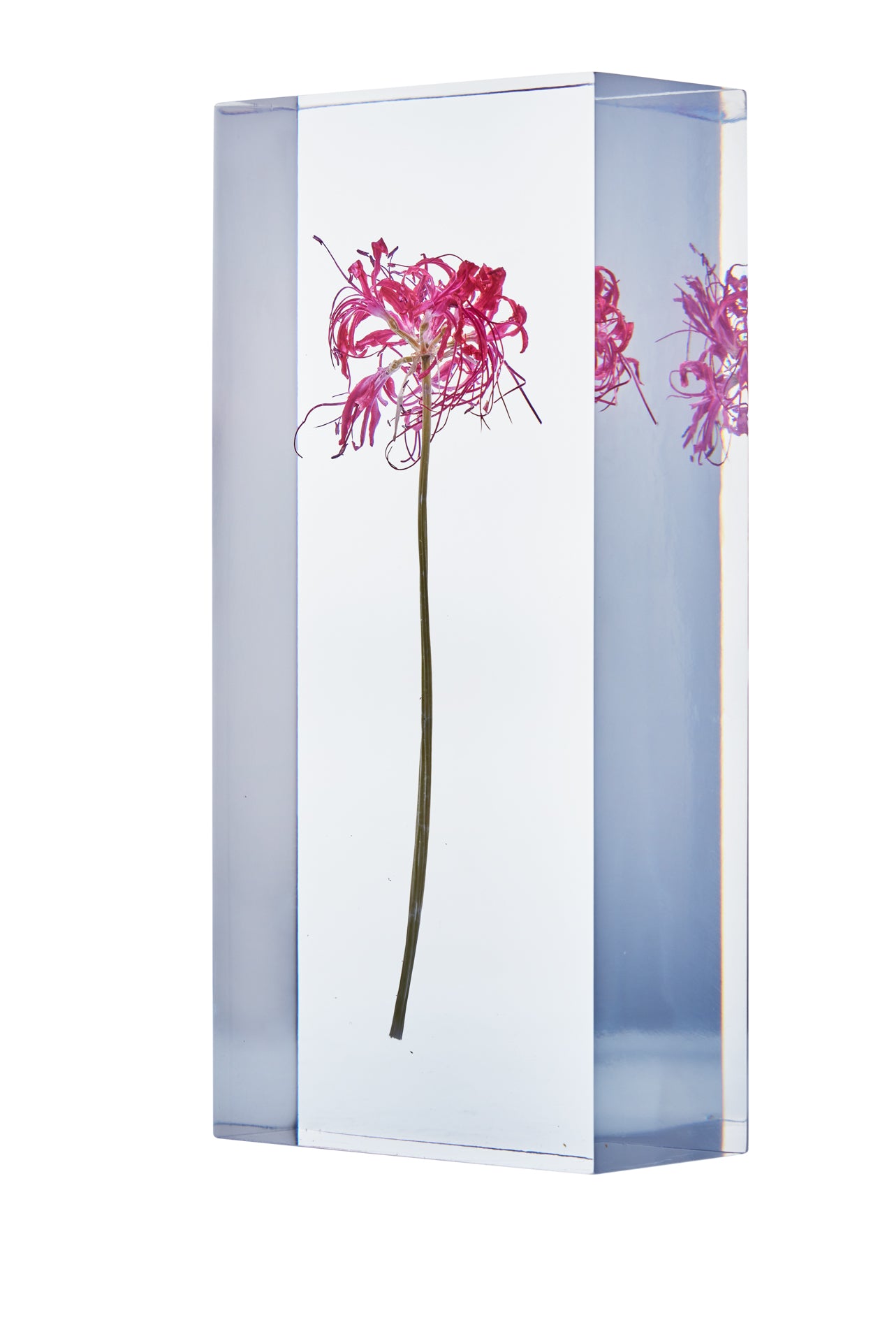 Nerine Herb.