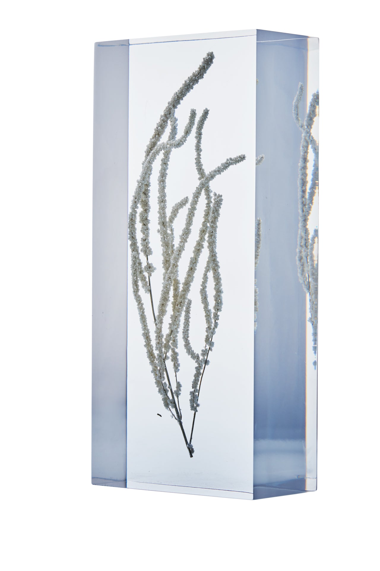 Amaranthus caudatus L.