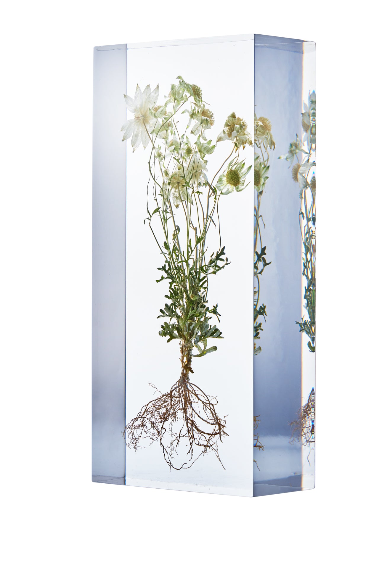 Actinotus helianthi Labill.