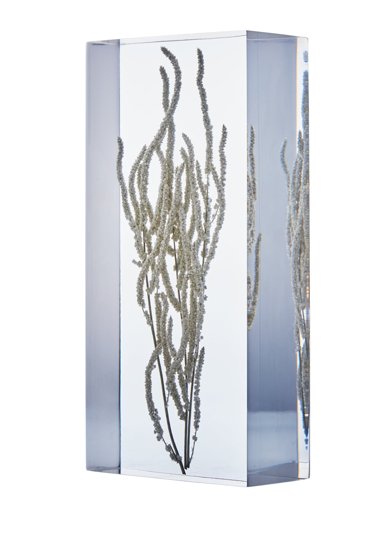 Amaranthus caudatus L.