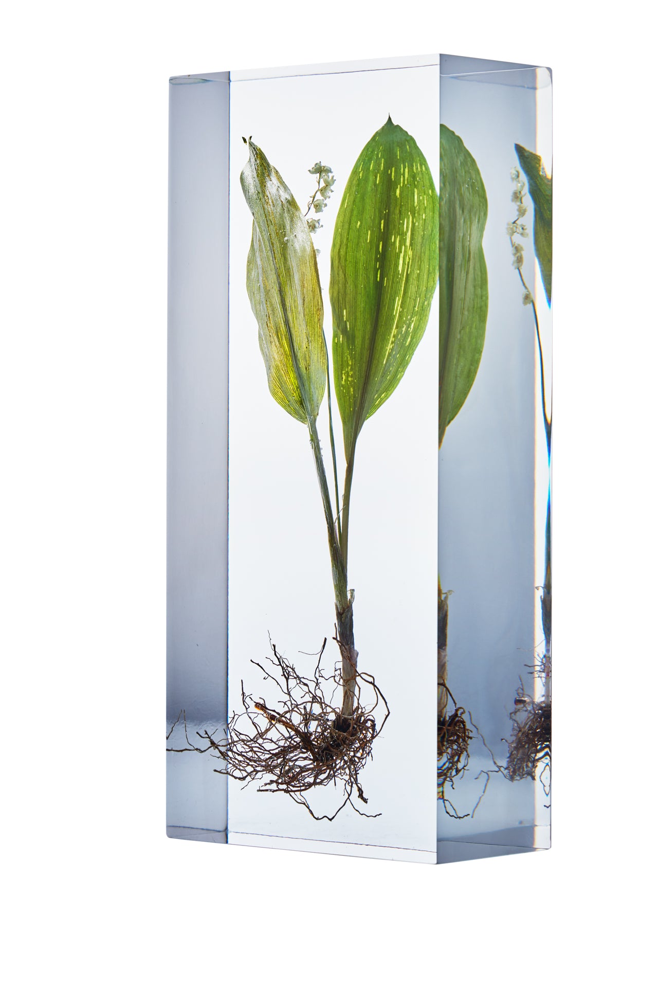 Convallaria majalis L.