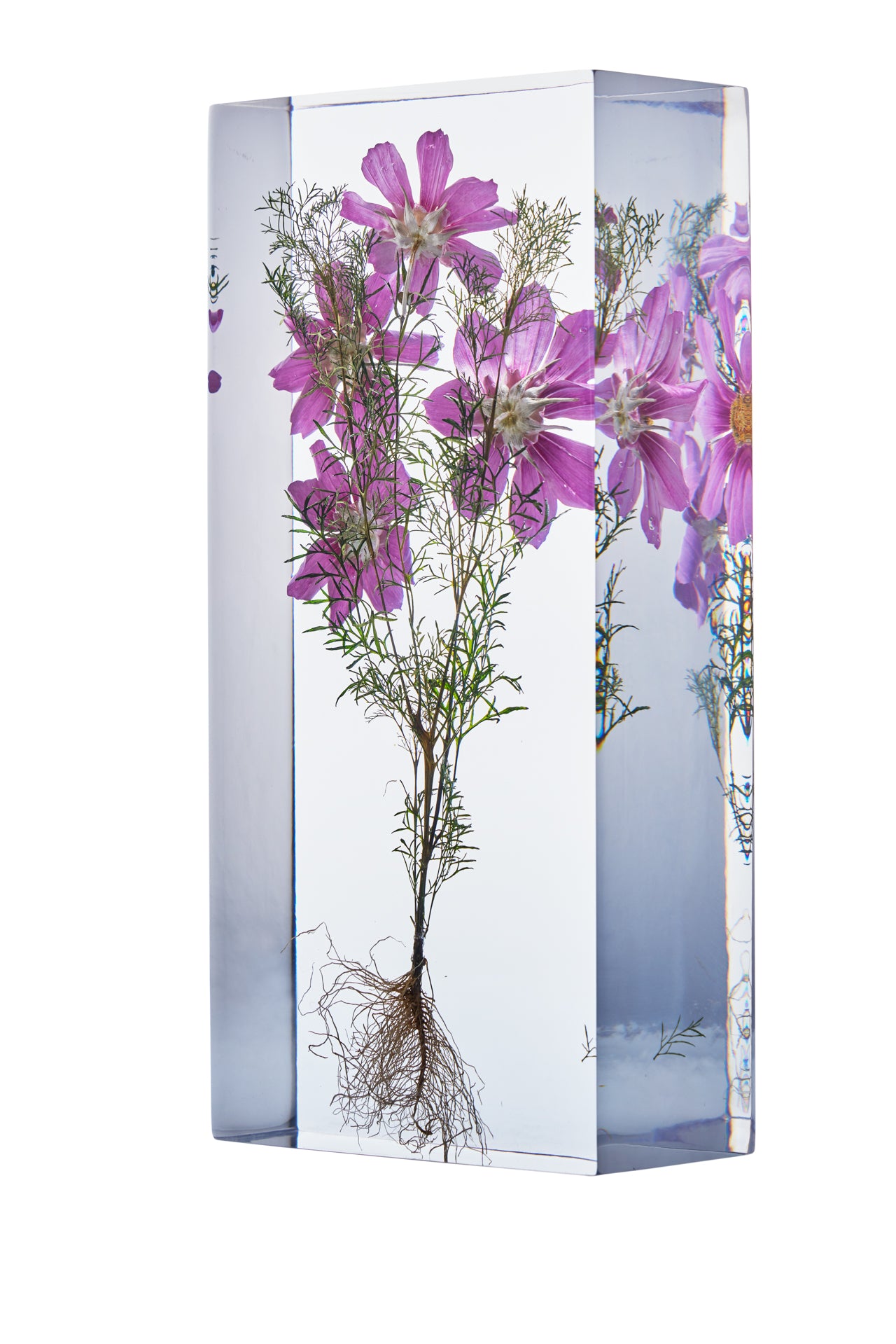 Cosmos bipinnatus Cav.