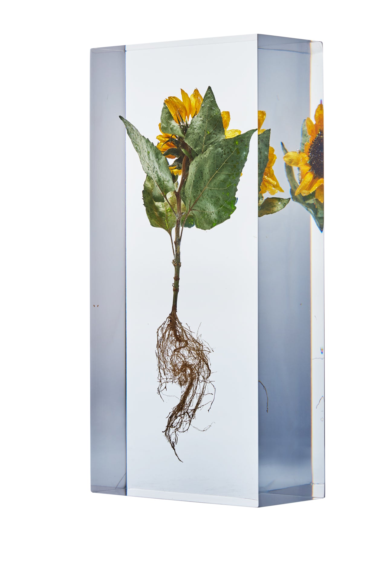 Helianthus annuus L.