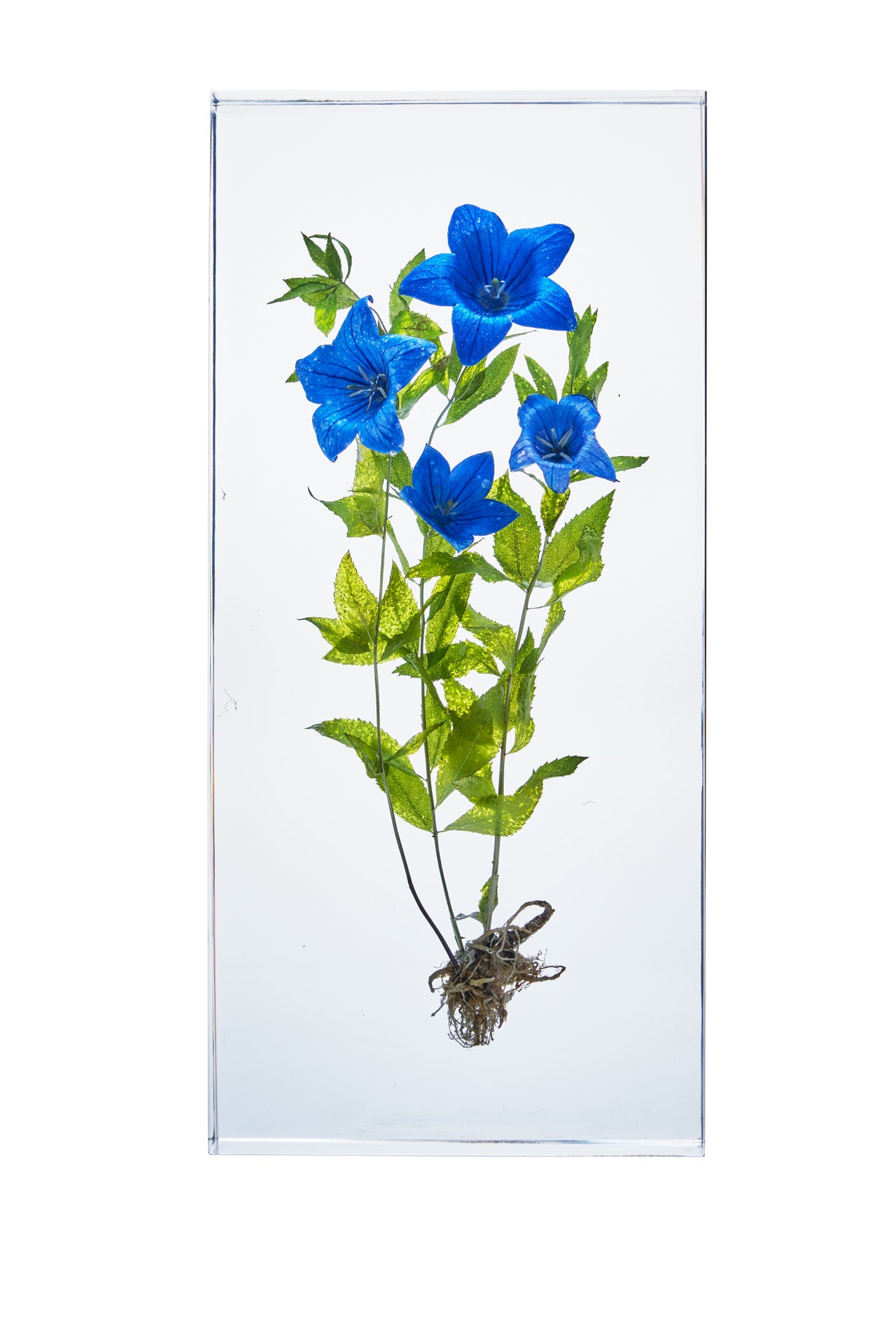 Platycodon grandifloras (Jacq.)