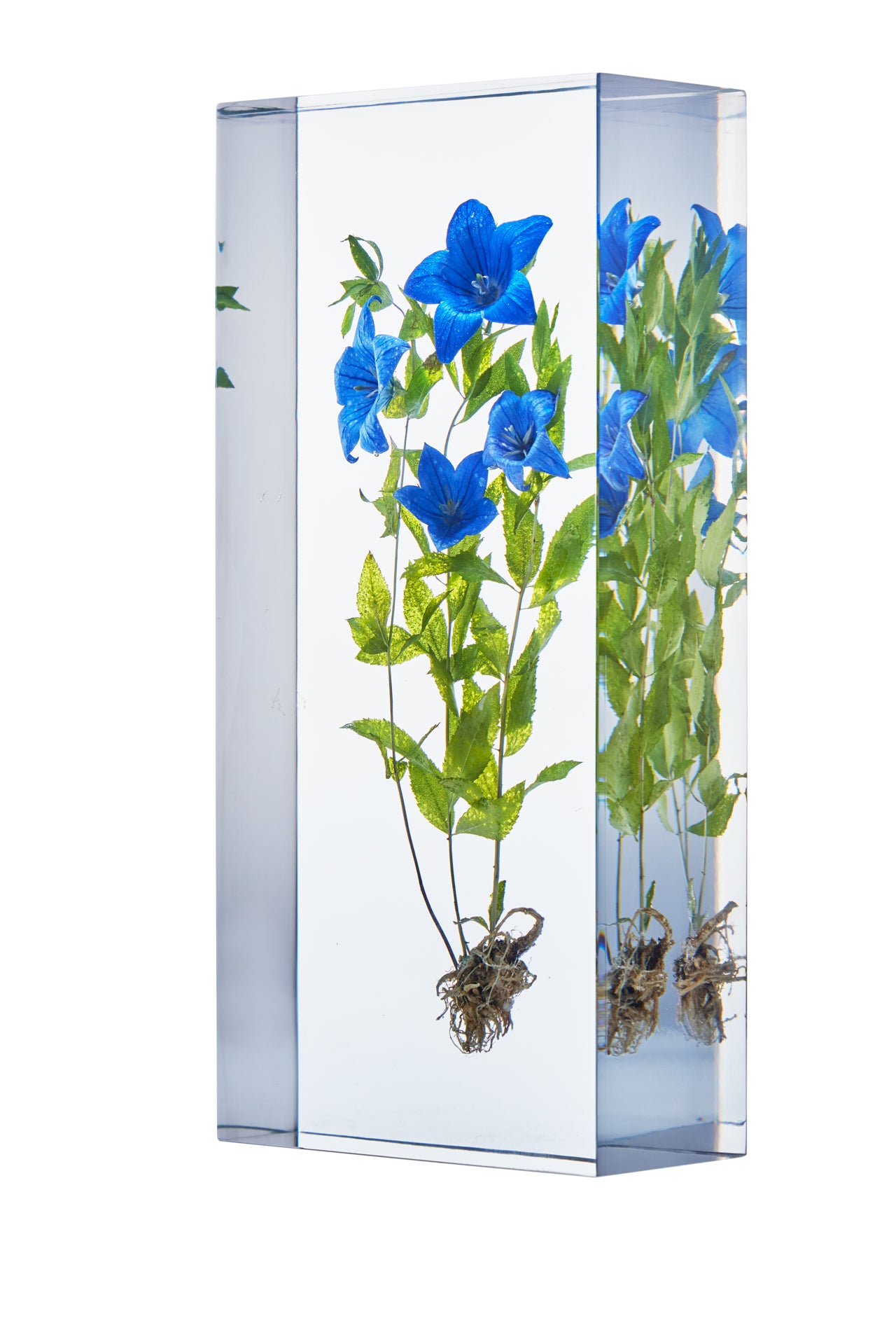 Platycodon grandifloras (Jacq.)