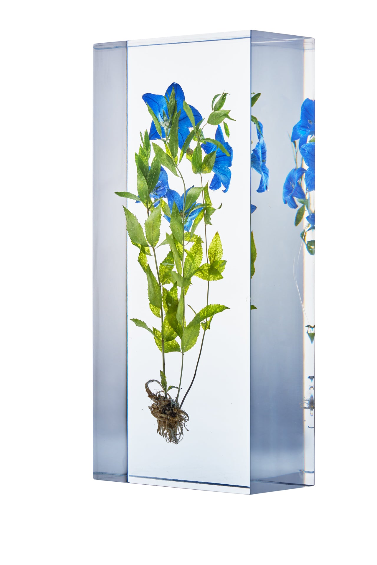 Platycodon grandifloras (Jacq.)