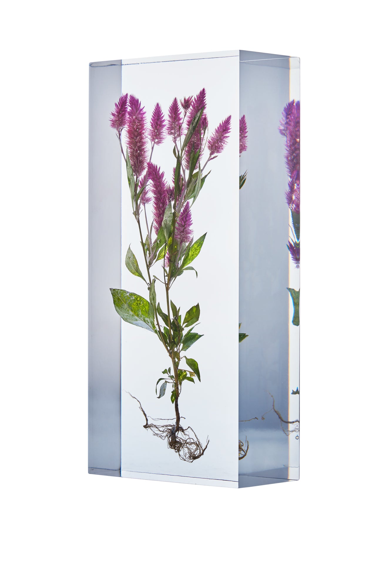 Celosia argentea L.