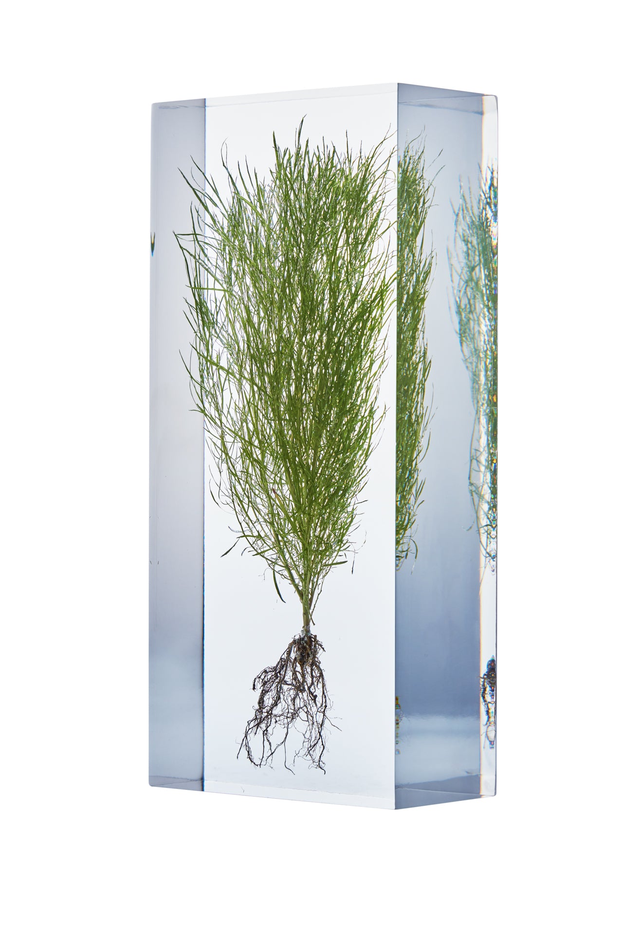 Bassia scoparia (L.) A.J.Scott