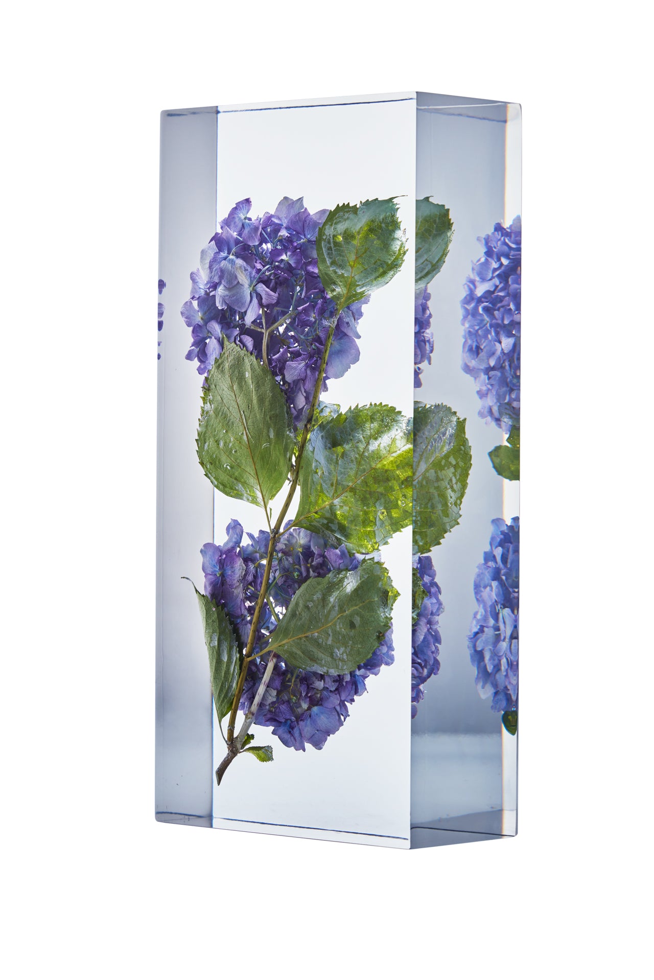 Hydrangea macrophylla (Thunberg) Ser.