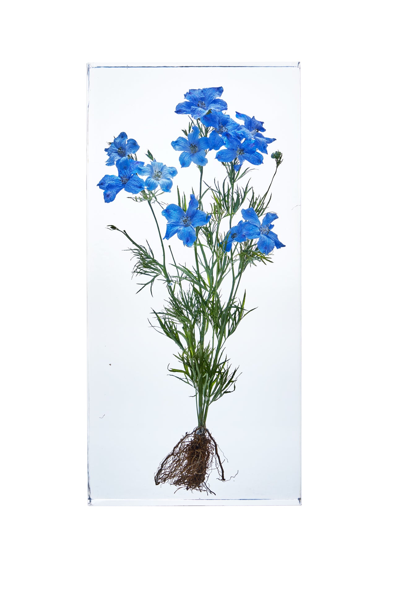 Delphinium