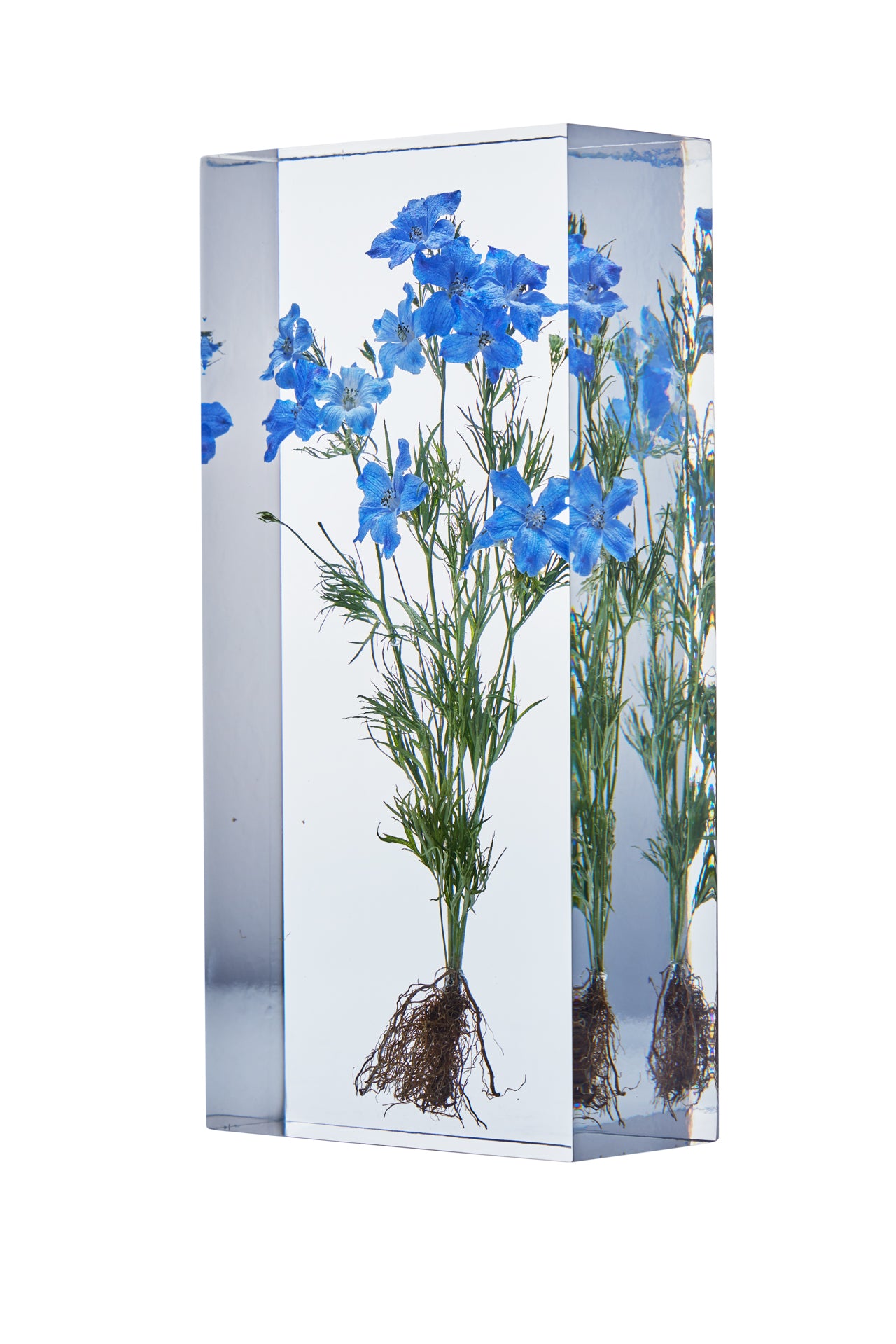 Delphinium