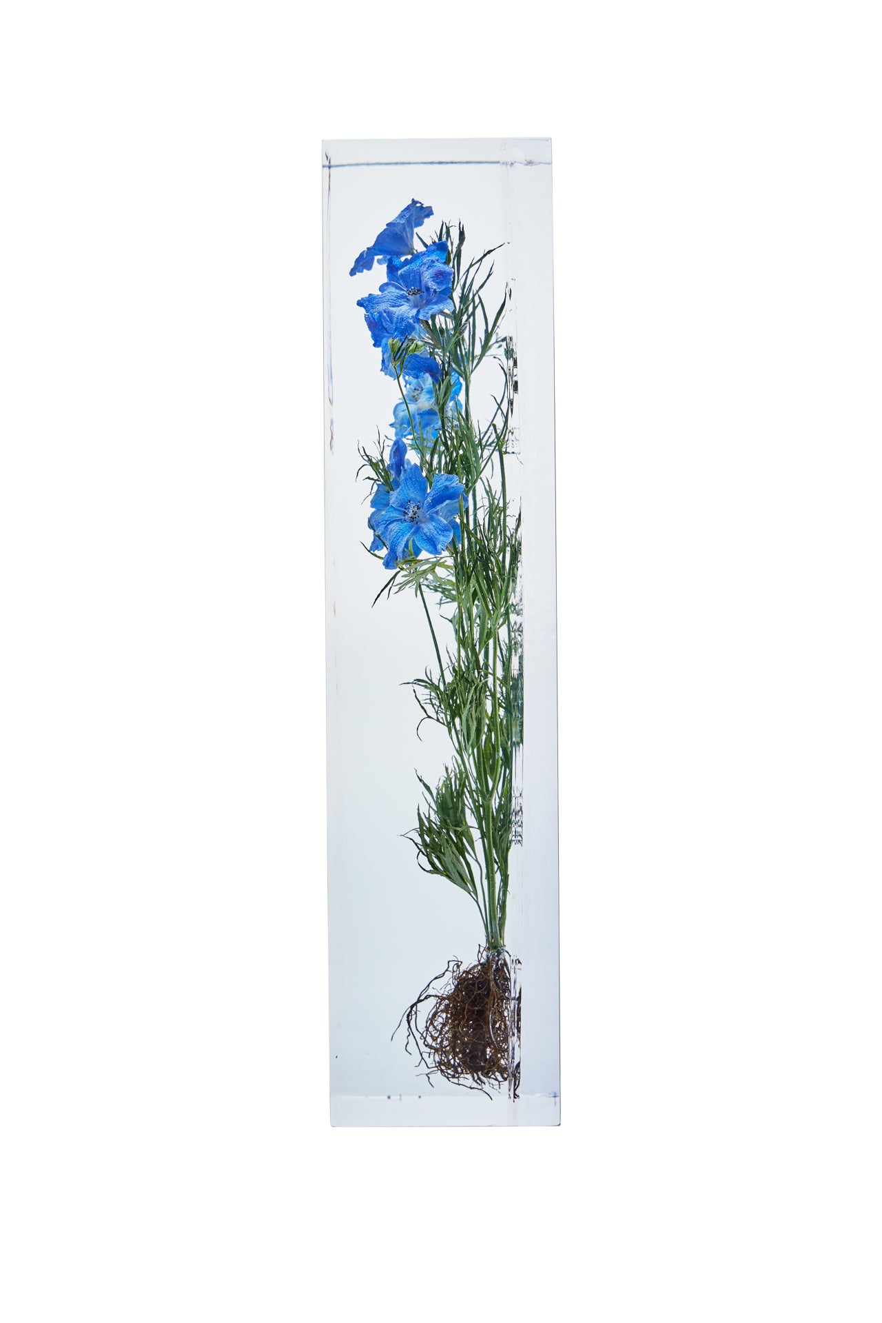 Delphinium