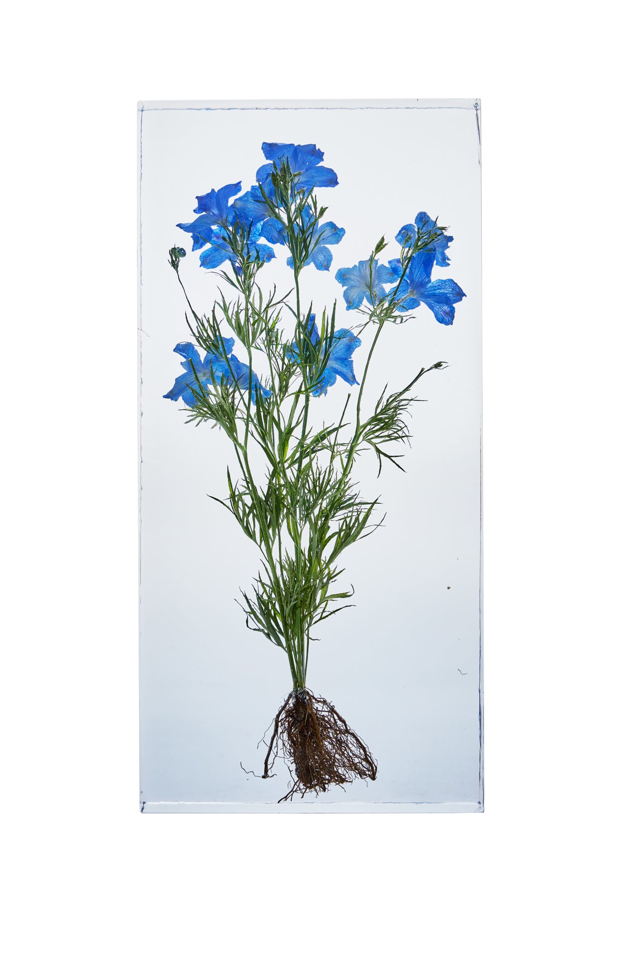 Delphinium