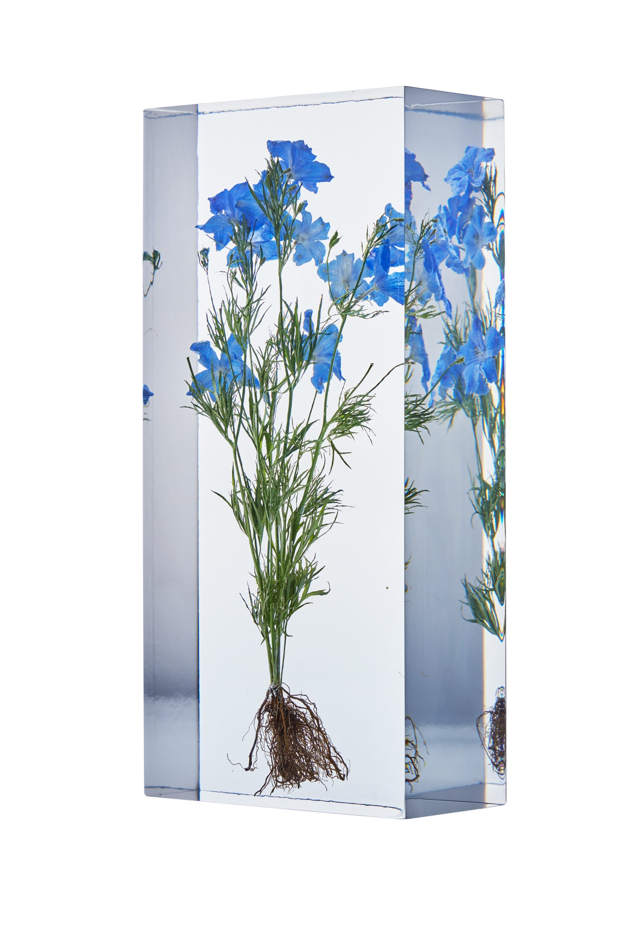 Delphinium