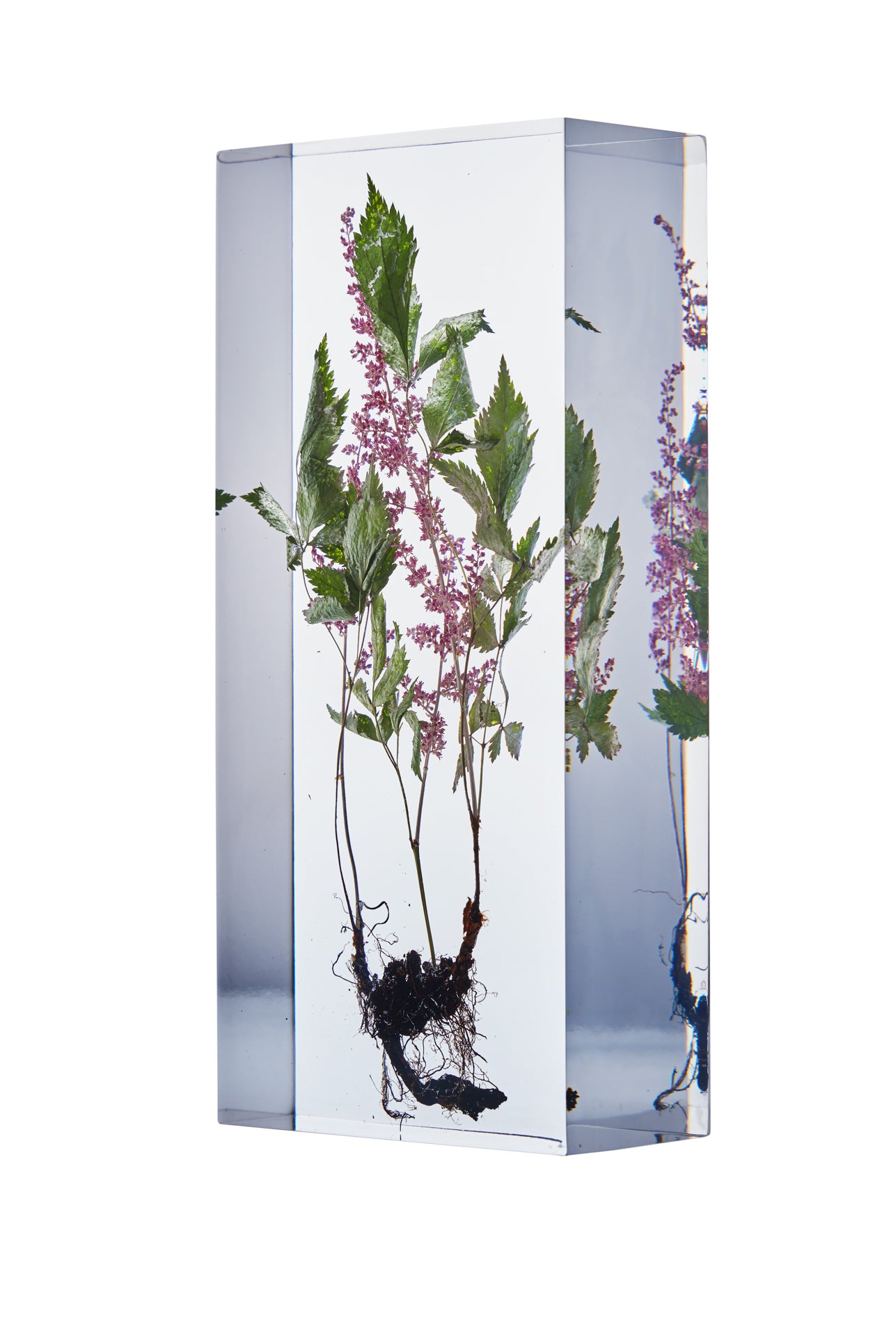 Astilbe Buch.-Ham. ex D.Don