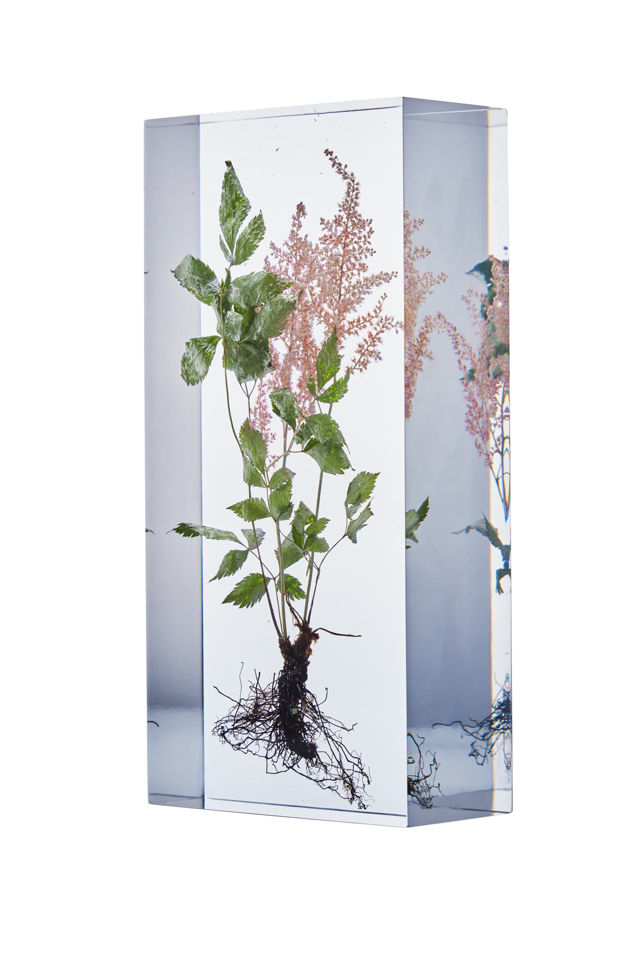 Astilbe Buch.-Ham. ex D.Don