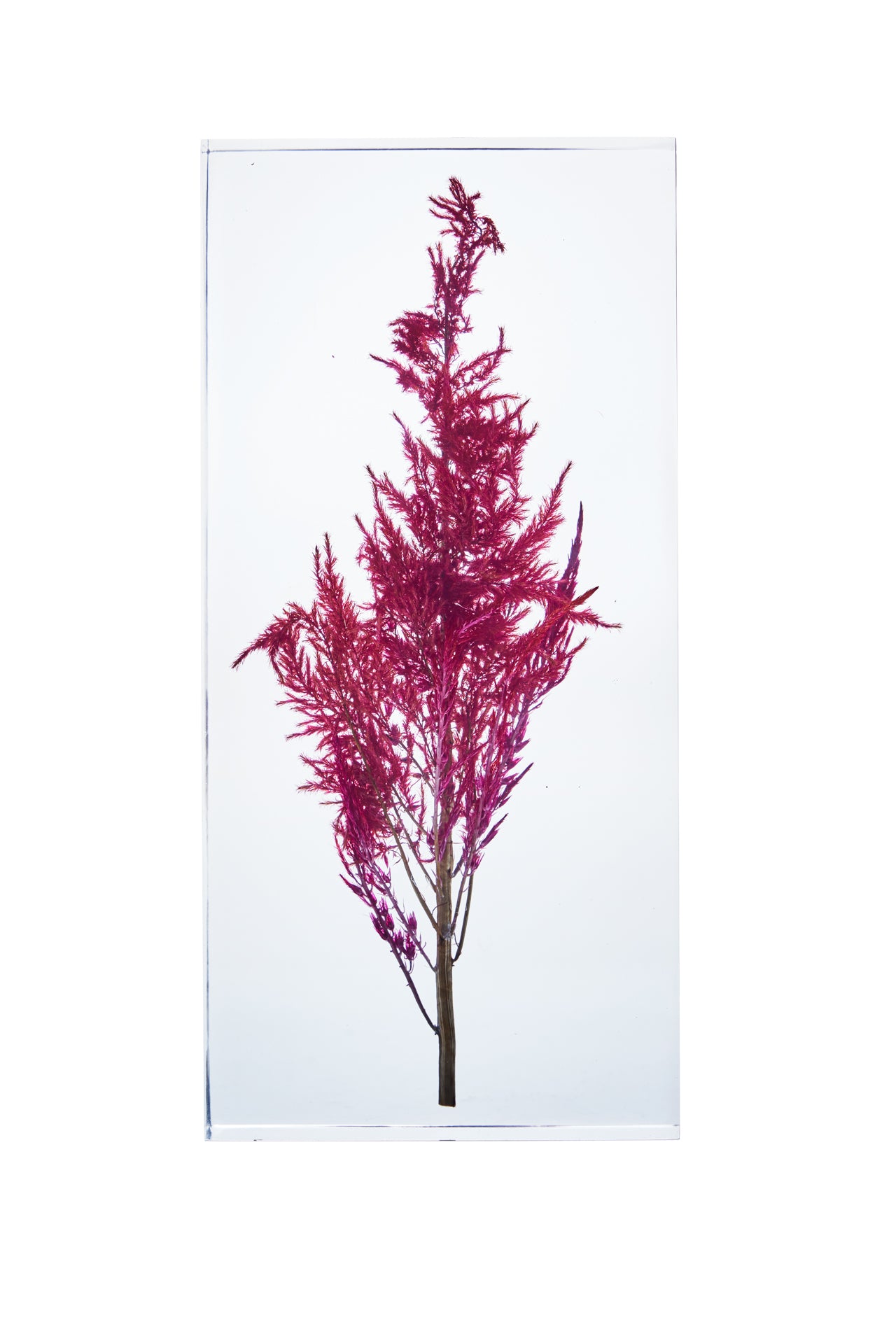 Celosia argentea var. plumosa