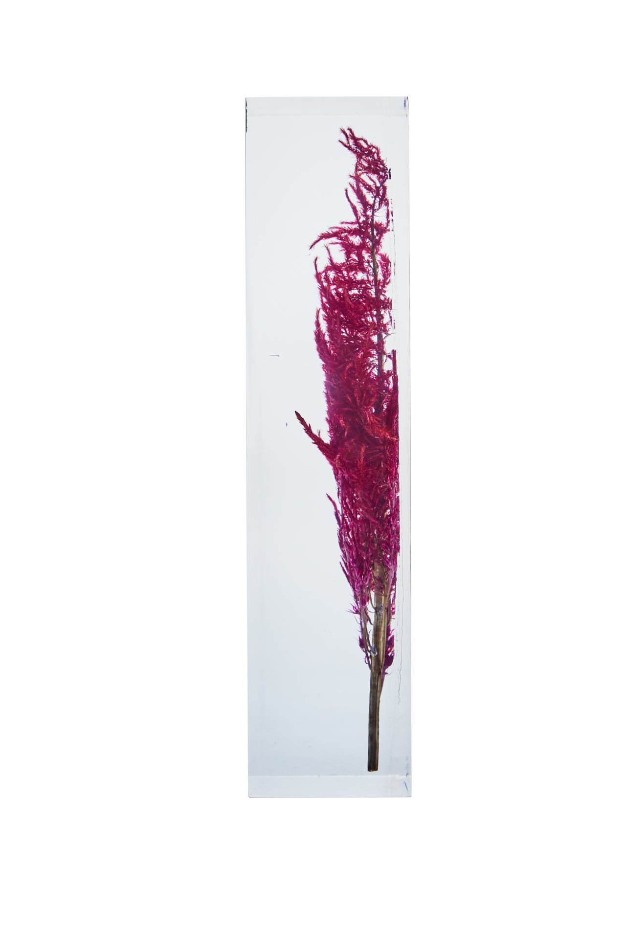 Celosia argentea var. plumosa