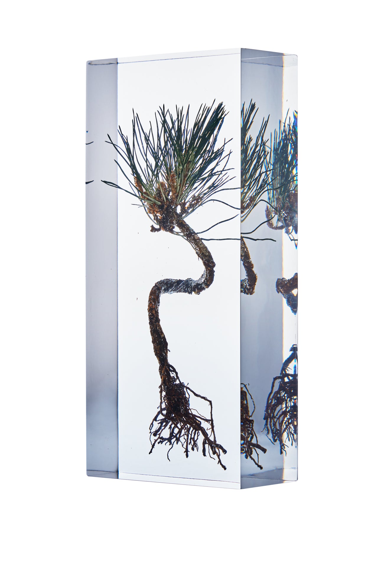 Pinus thunbergii Parl.