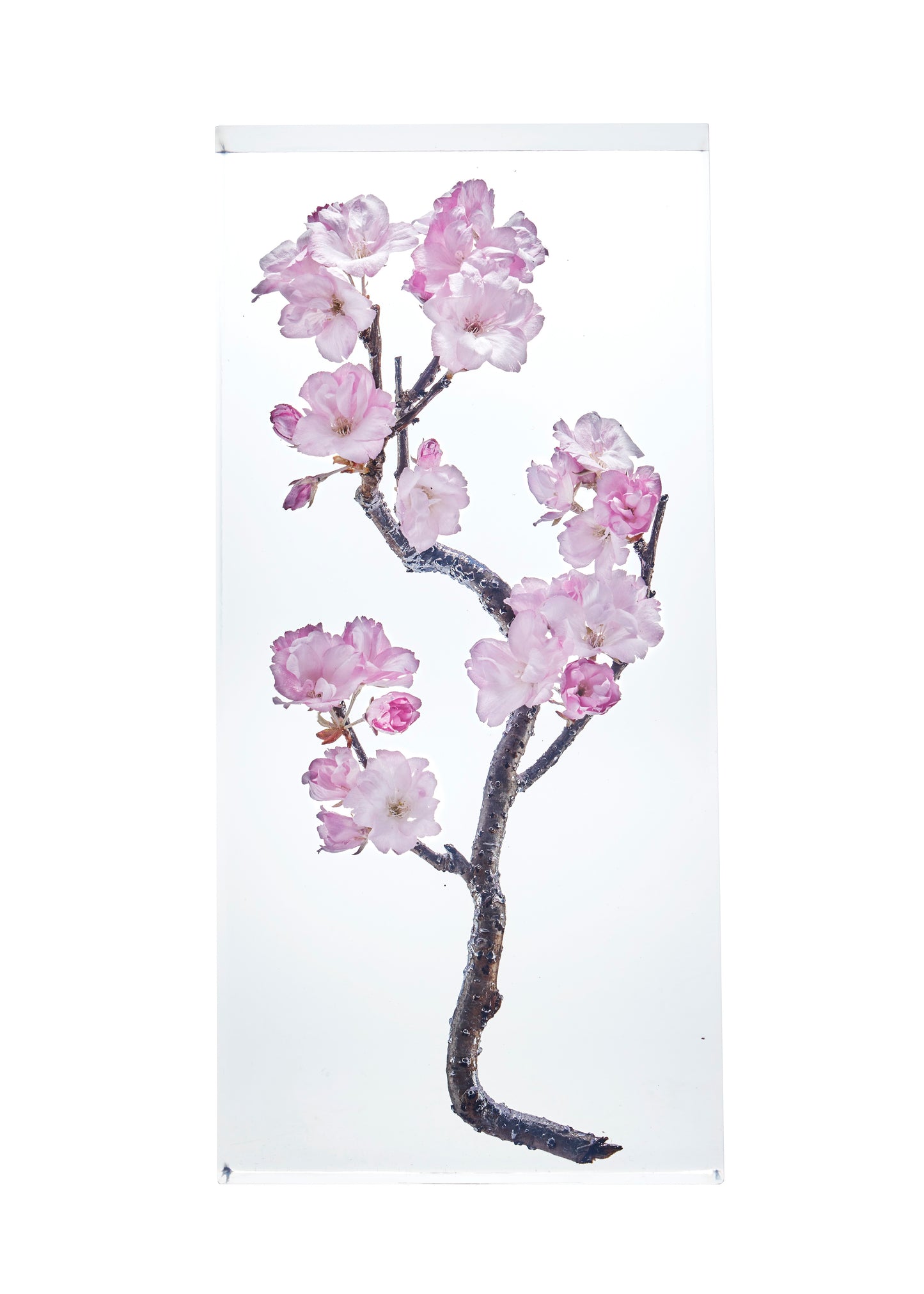 Cerasus L.