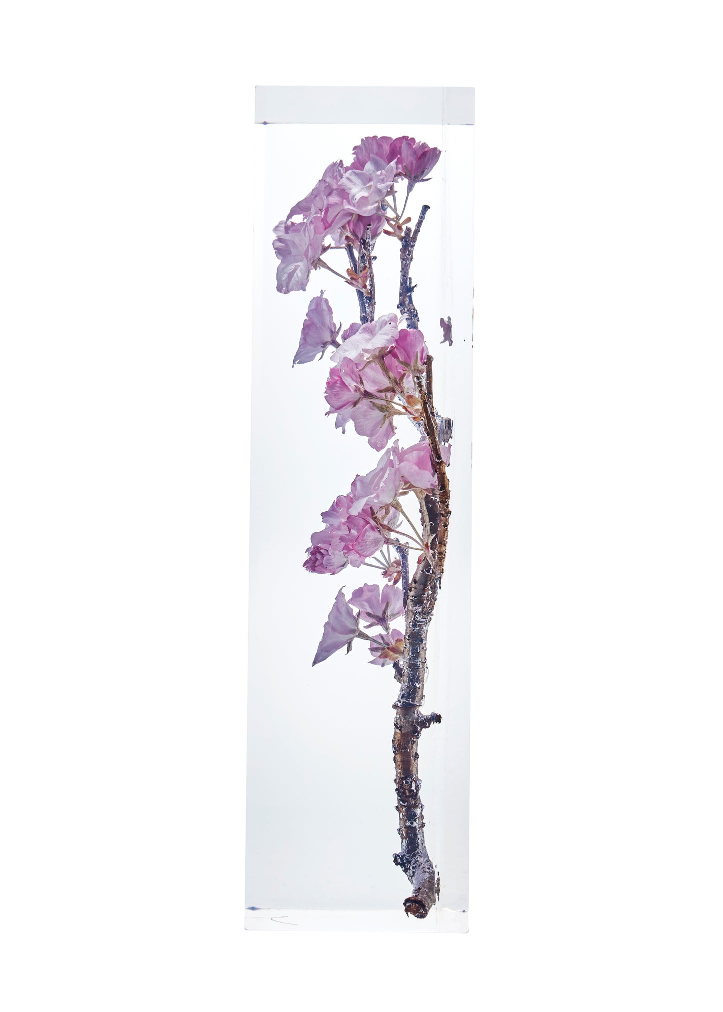 Cerasus L.