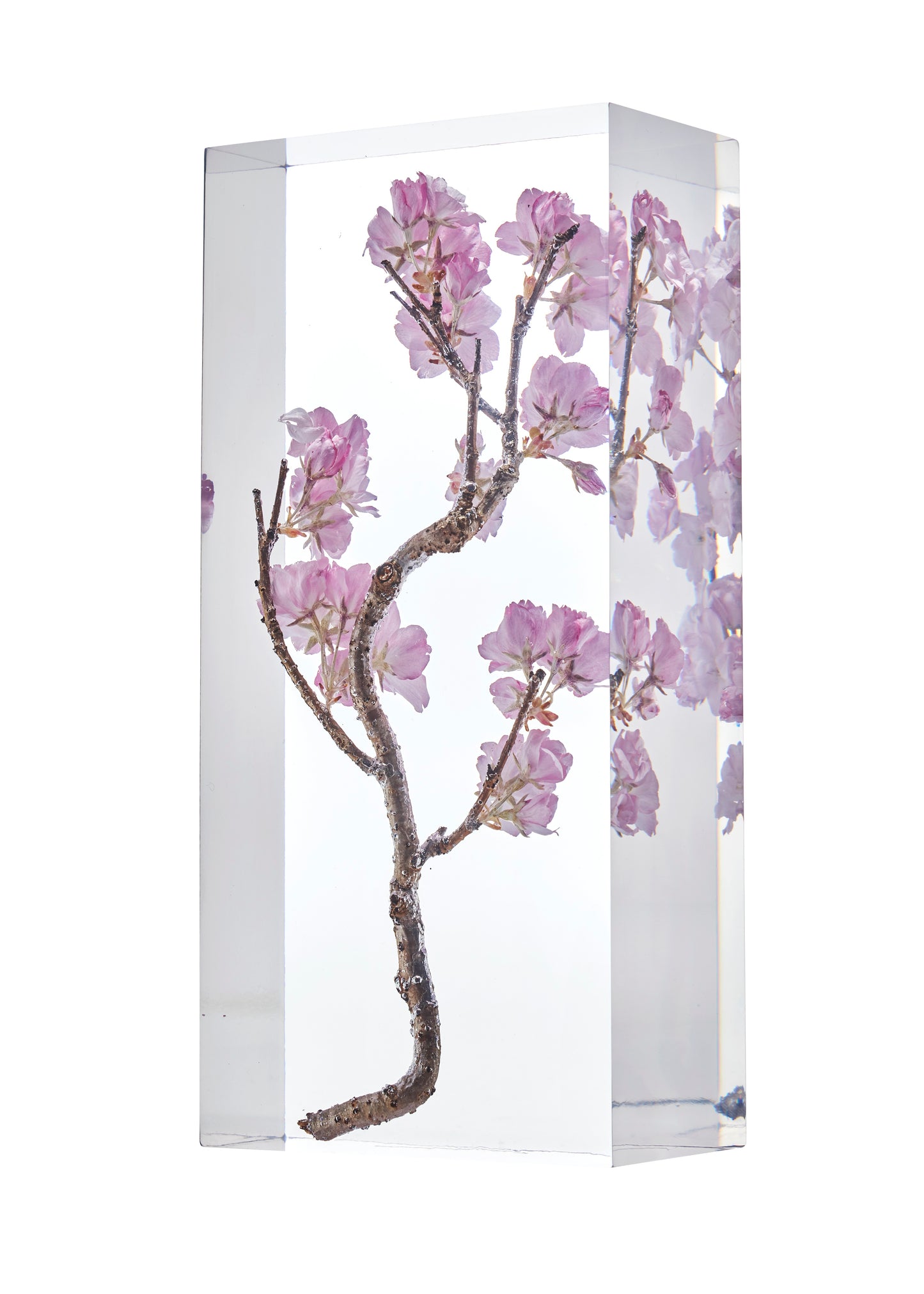 Cerasus L.