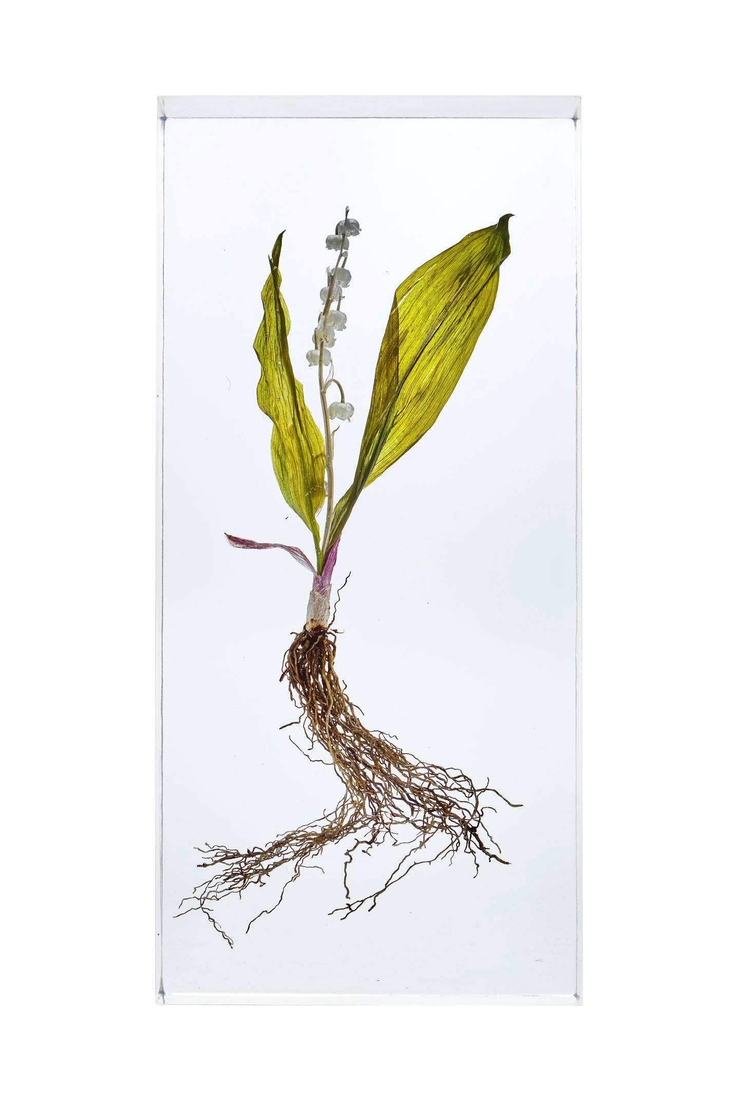 Convallaria majalis L.