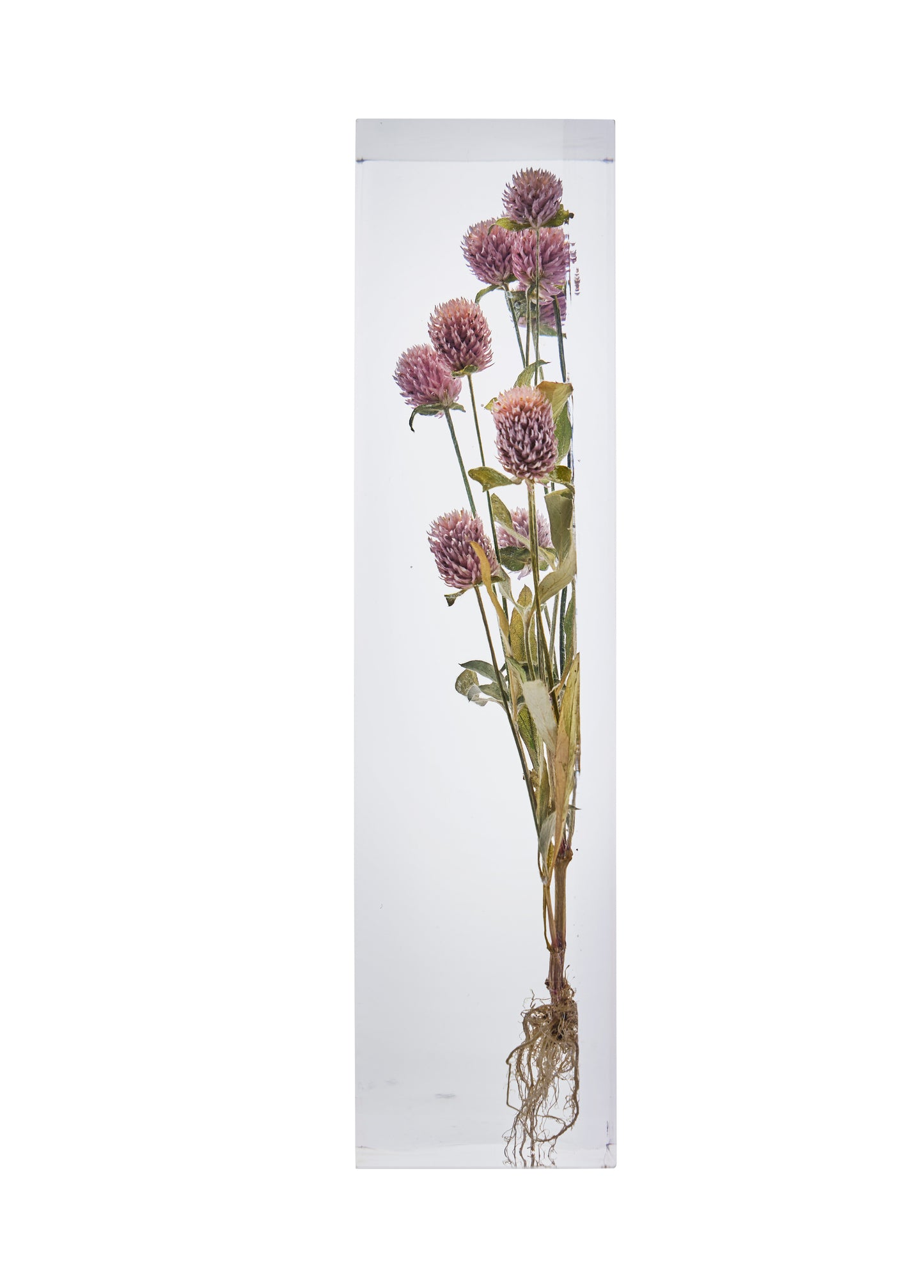 Gomphrena globosa L.