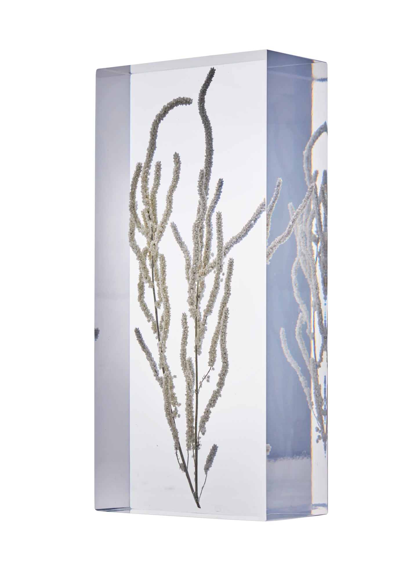 Amaranthus caudatus L.