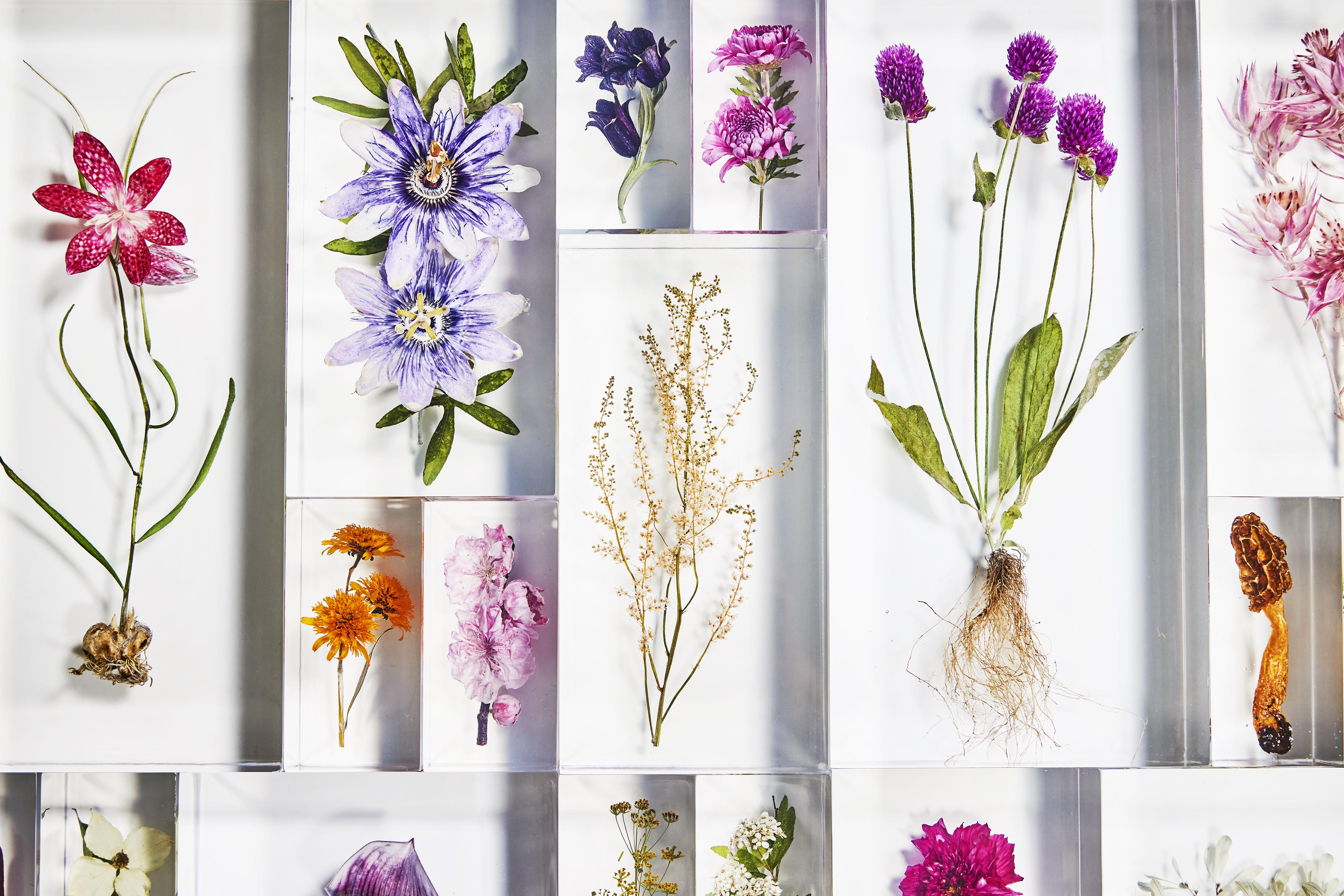JARDINS des FLEURS CAPSULE