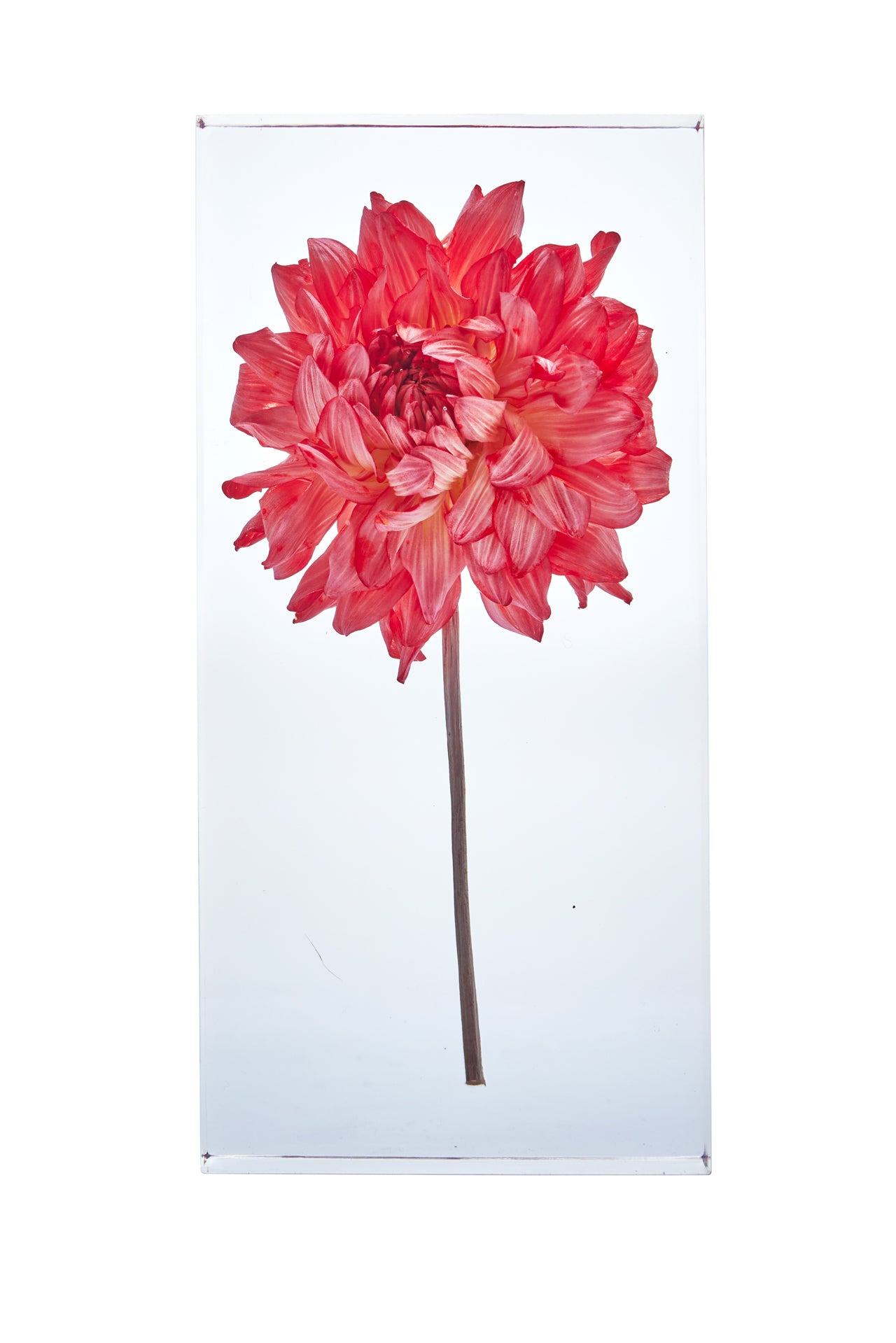 JARDINS des FLEURS CAPSULE