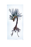 Pinus thunbergii Parl.